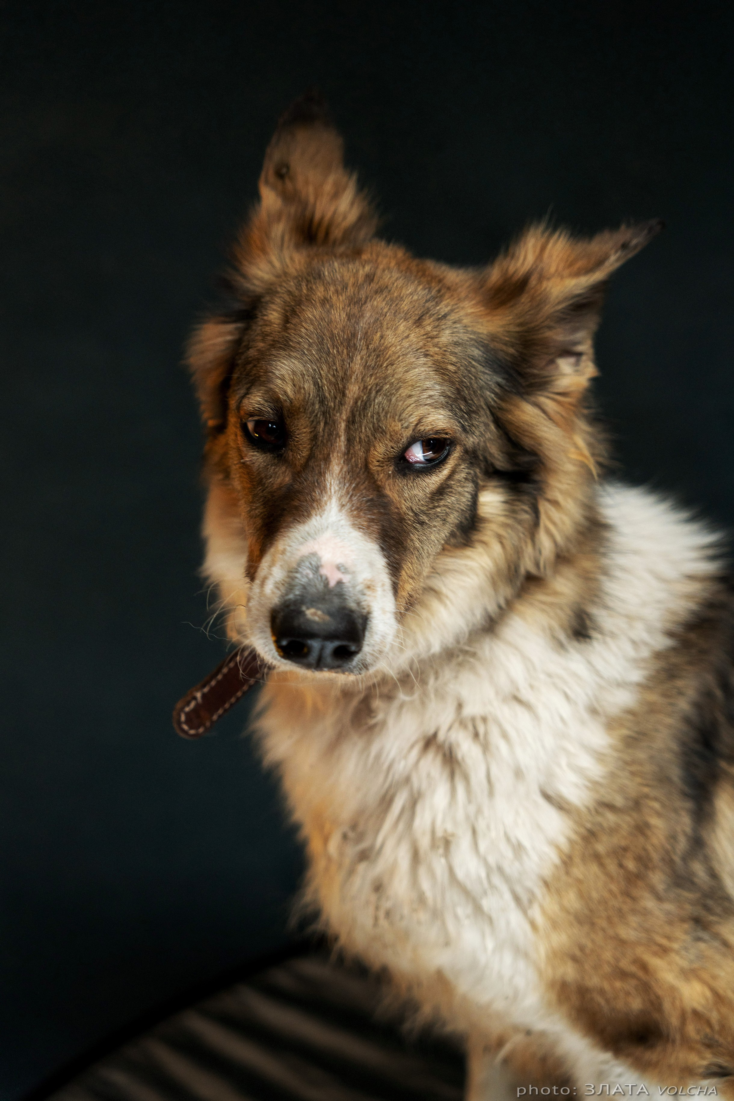 Собаки в студии. Фото, видео, монтаж