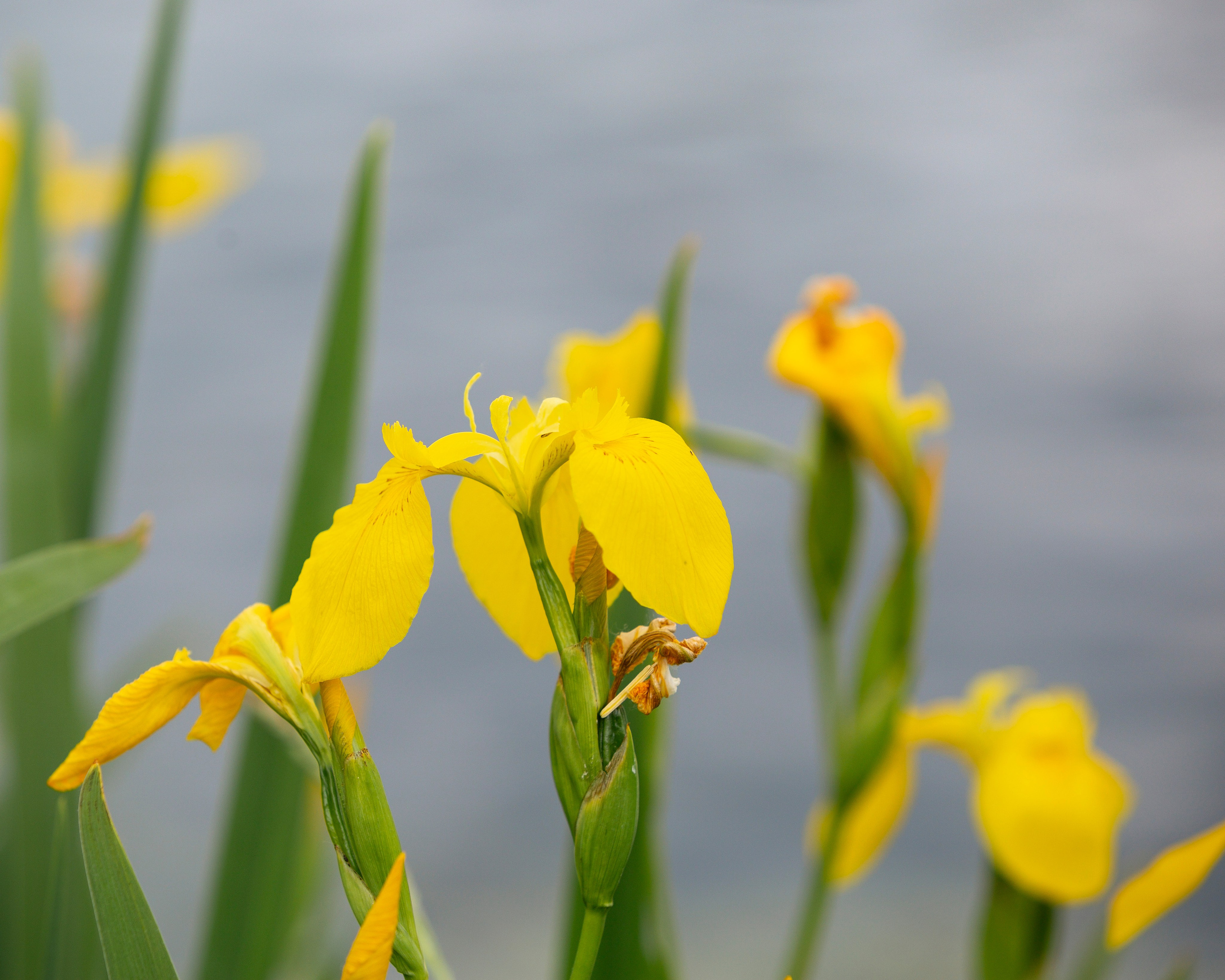 64-я Большая Московская Регата. Кубок сильнейших спортсменов.2025. Репортажный фотограф в Москве