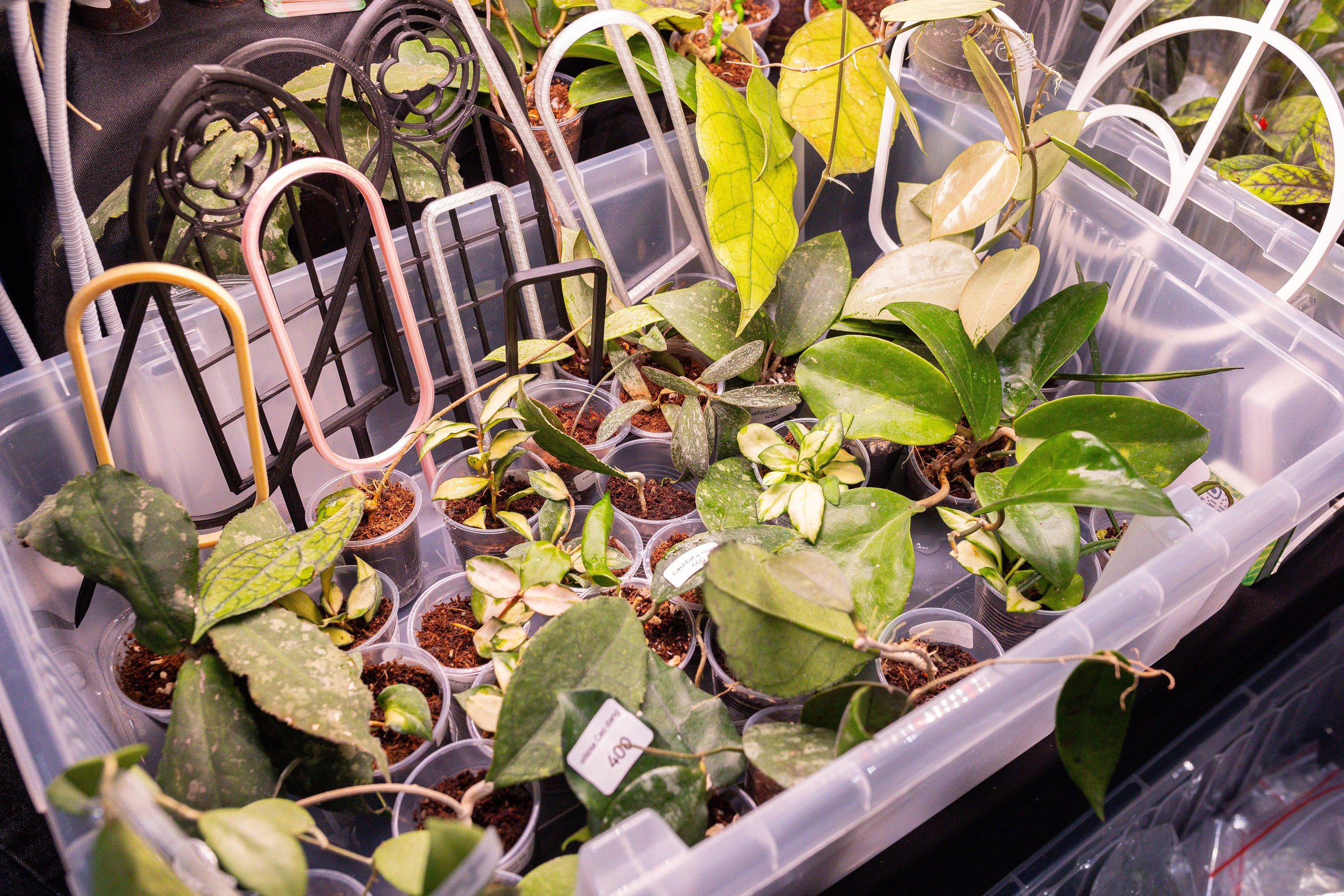 Монстериум 11–12 октября. Александра Куликова фотограф, Москва