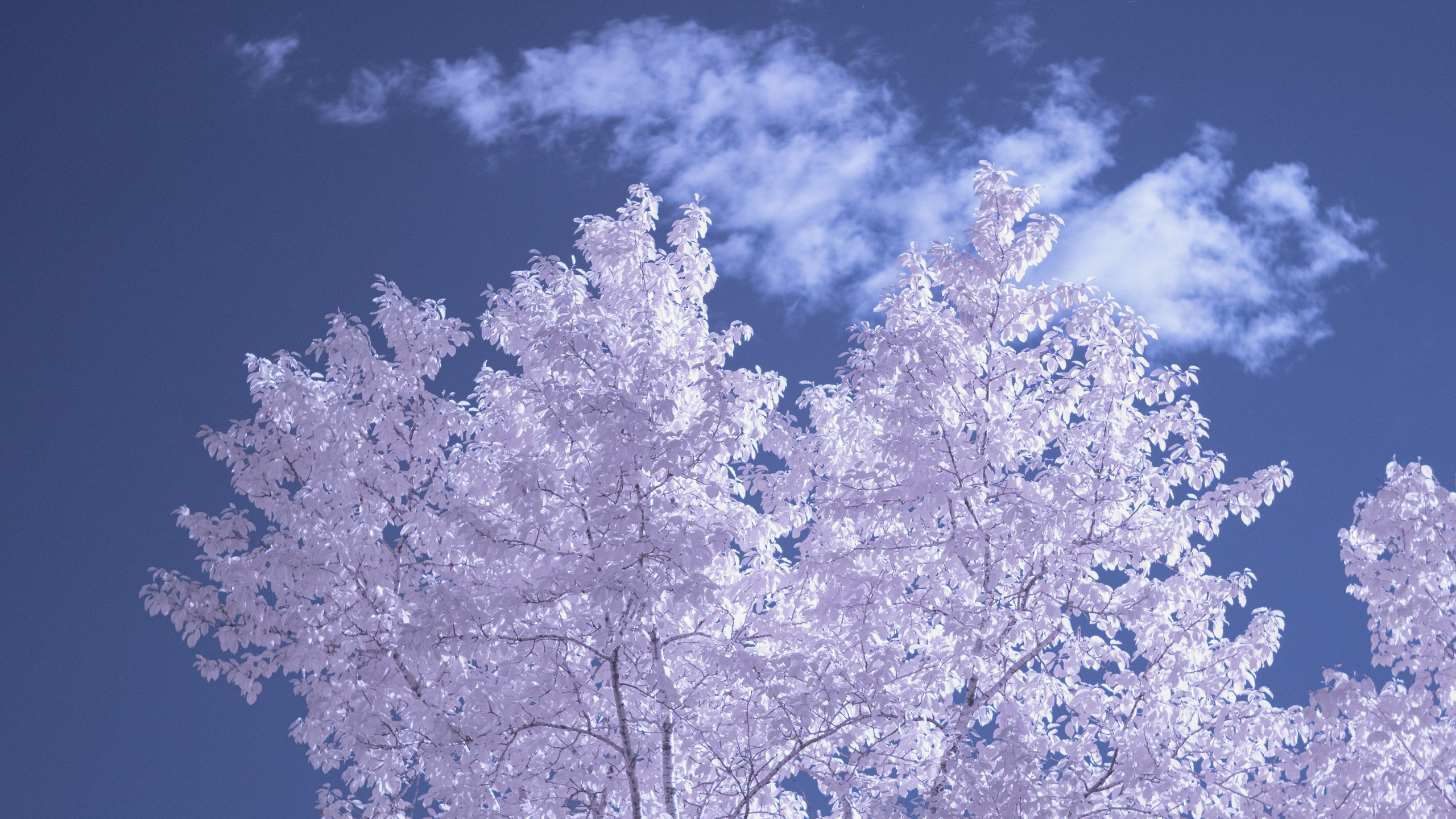 Infrared. AThumbnails