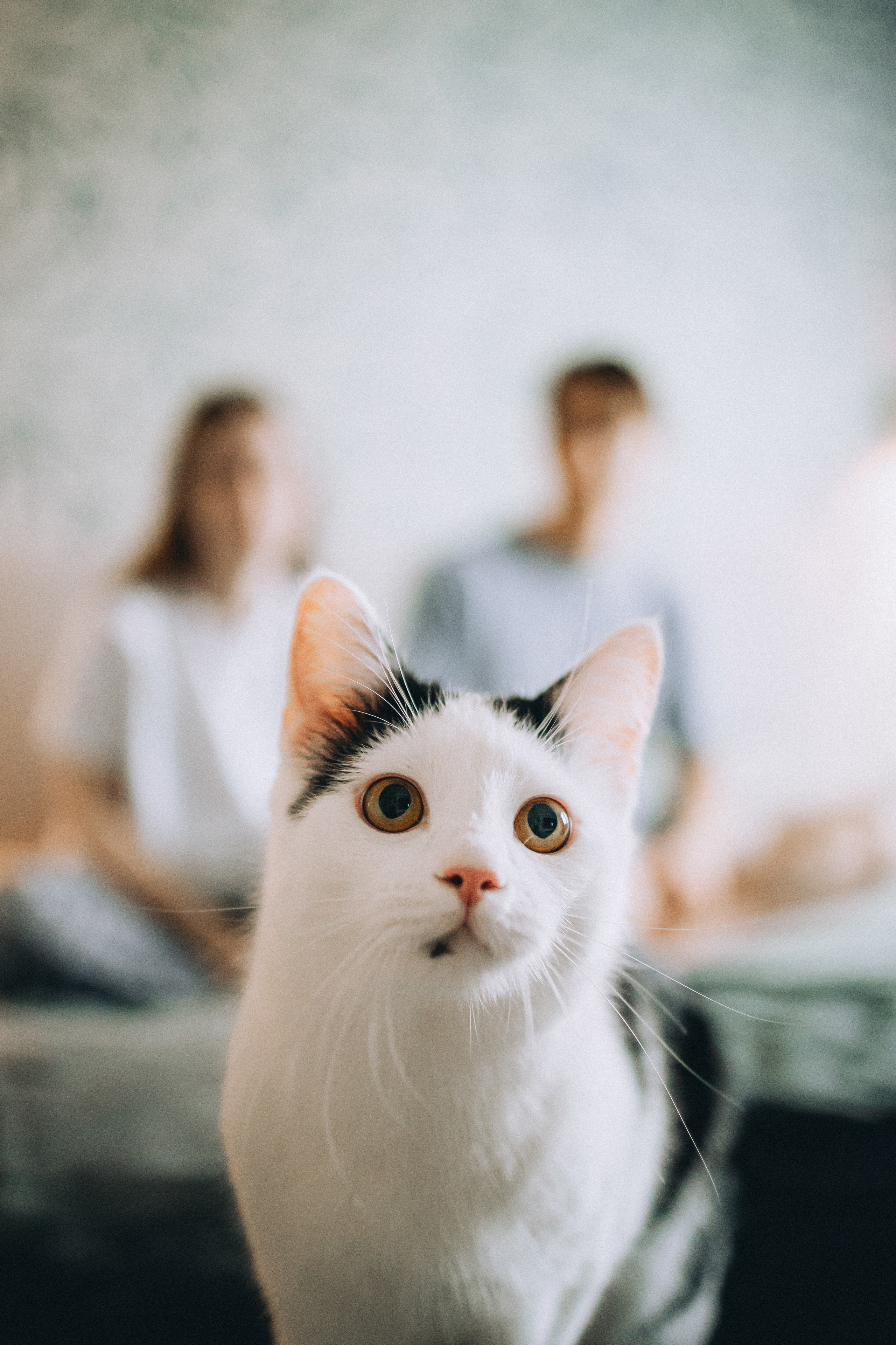 Рыся, Кепа и их семья