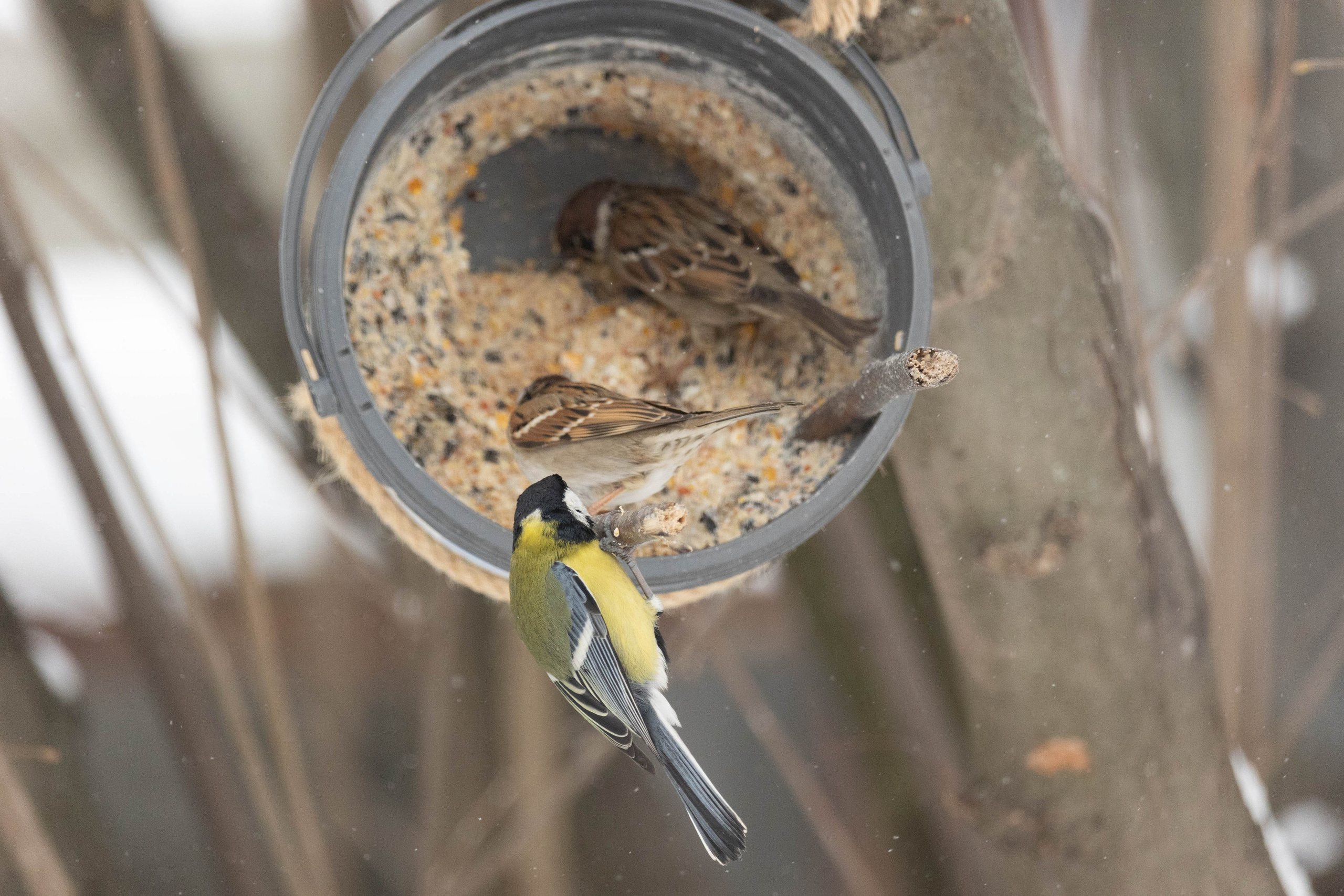 Дикий животный мир. Фотограф-АниМалист Анна Абрамова