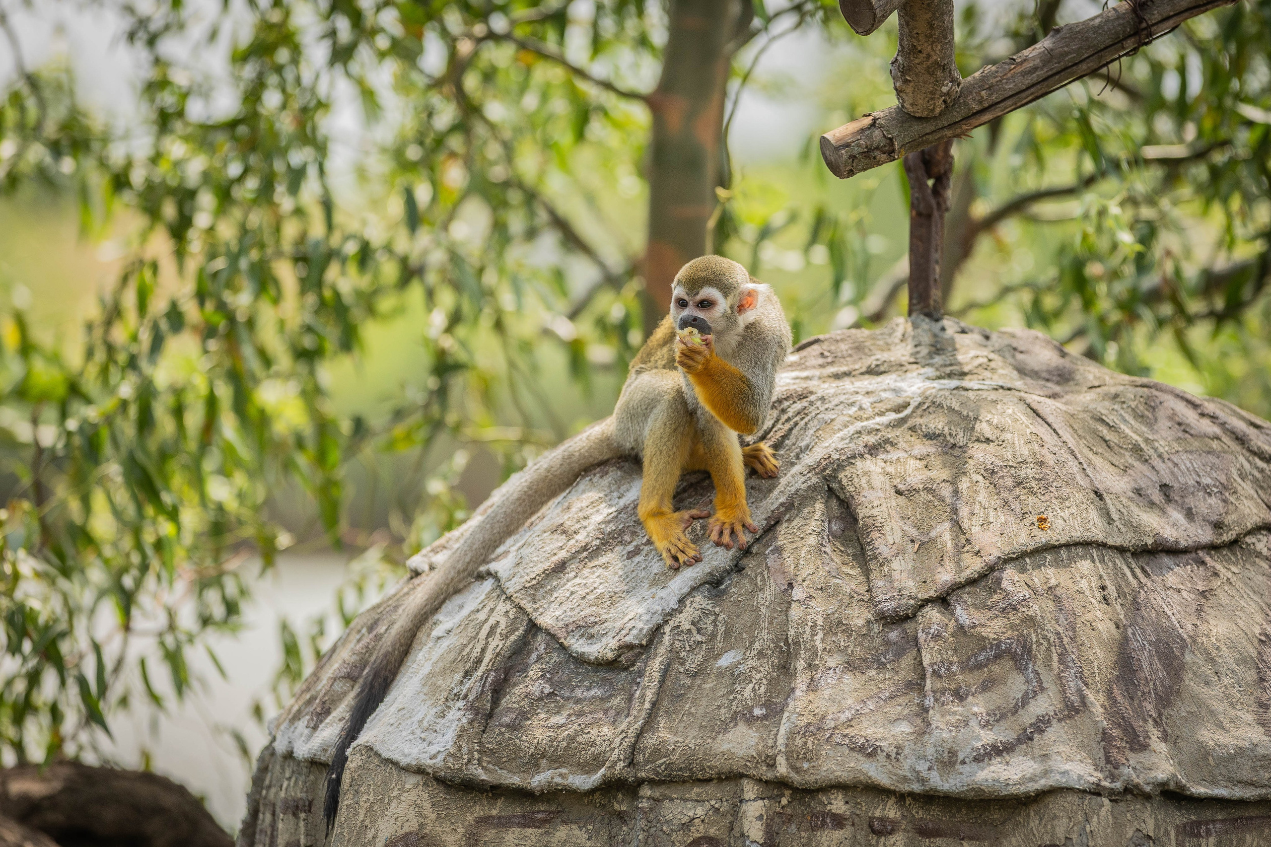 Зоопарк Малинки. Фотограф-АниМалист Анна Абрамова