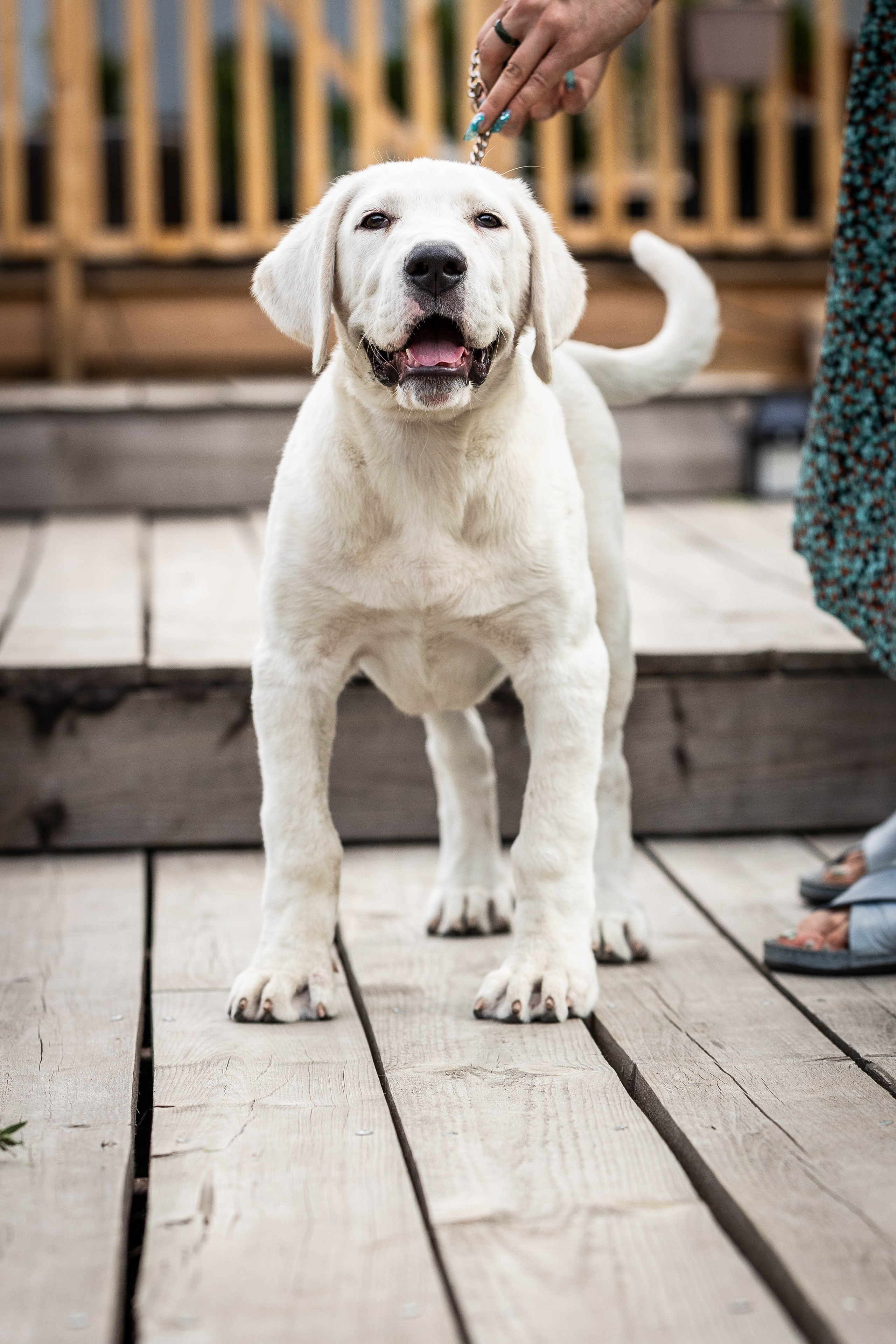 Иншала и Сирена. Фотограф-АниМалист Анна Абрамова