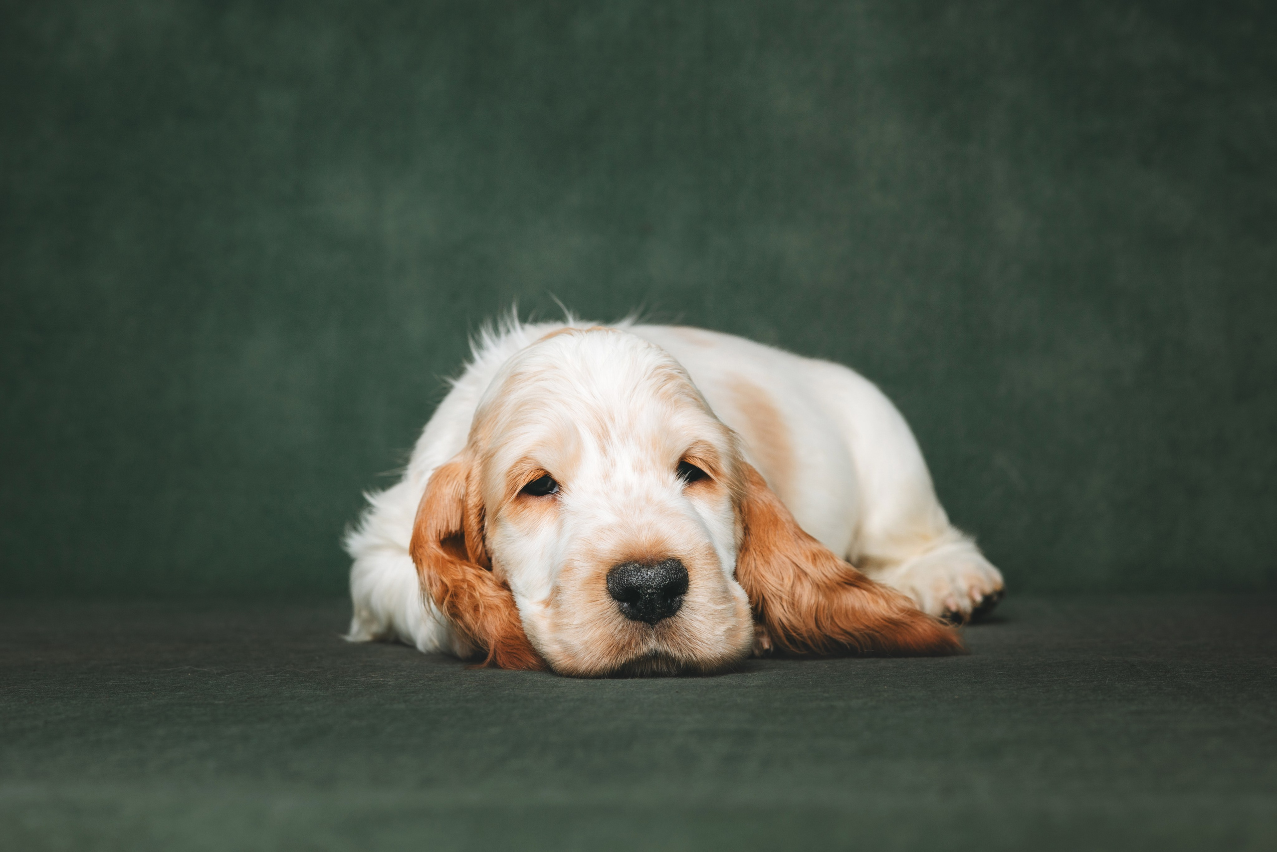 Английские коккер-спаниели. Фотограф анималист Осипчикова Мария