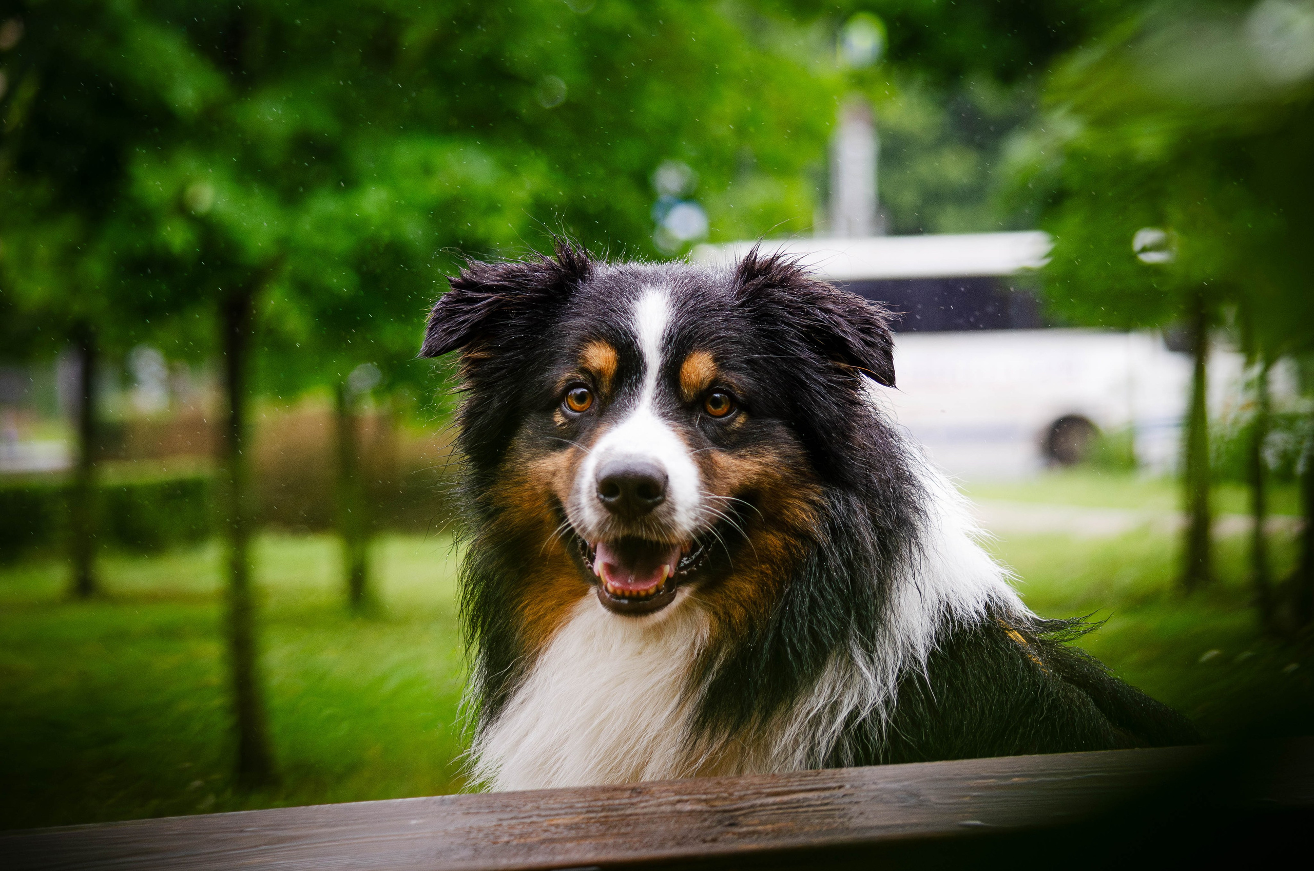 Арья и Оззи. Фотограф Светлана Блинова, Москва и Московская область