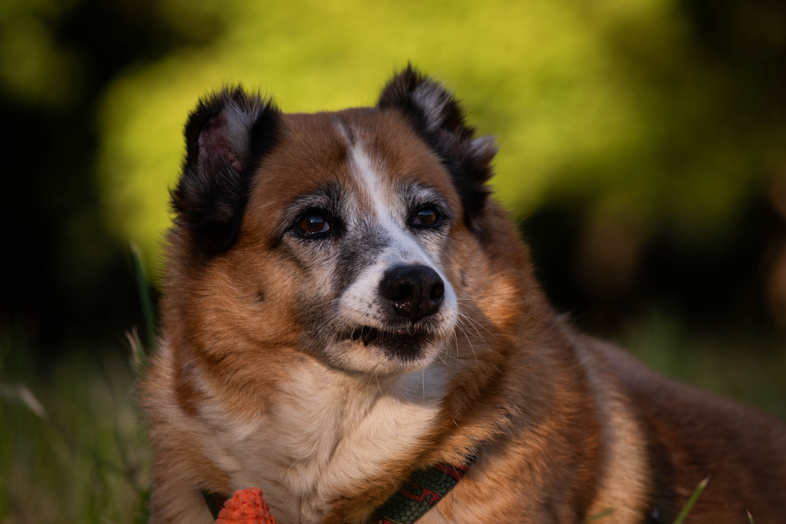 Ник и Полина. Фотограф Светлана Блинова, Москва и Московская область