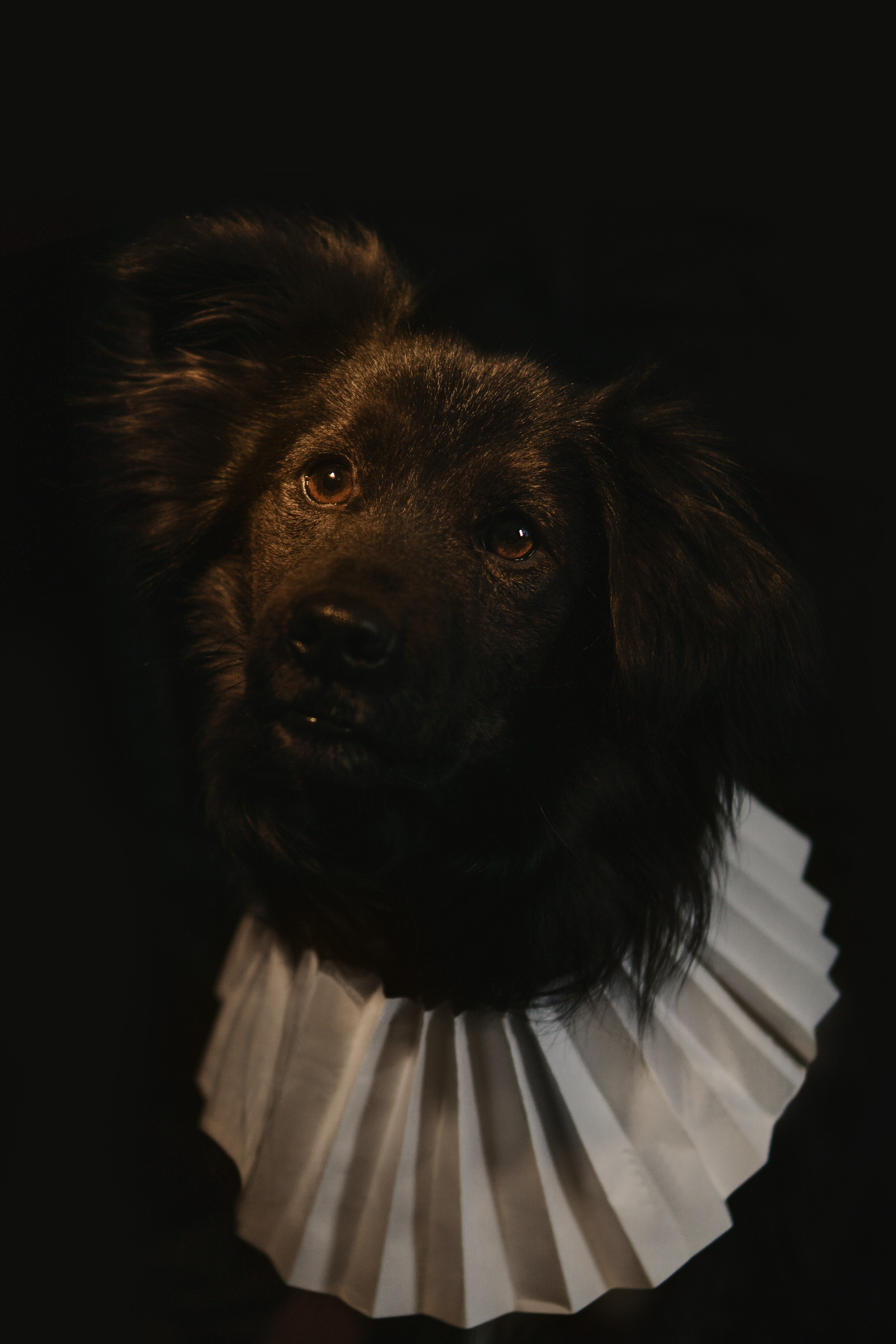 Life with dog. Saamill