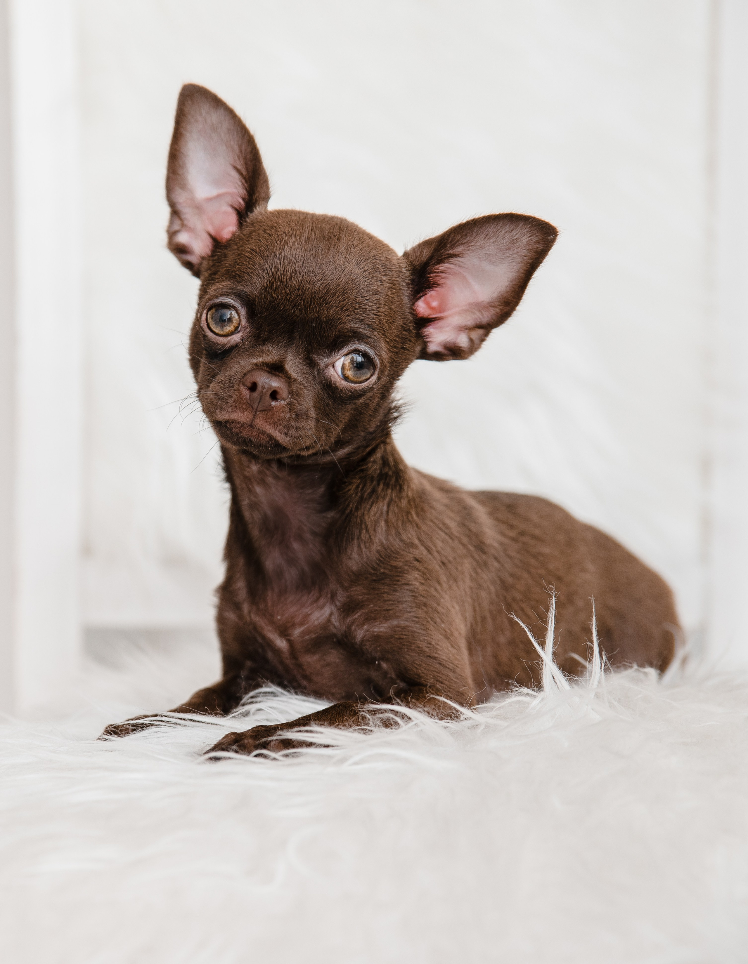 Чихуа Ахуа студия. Главная