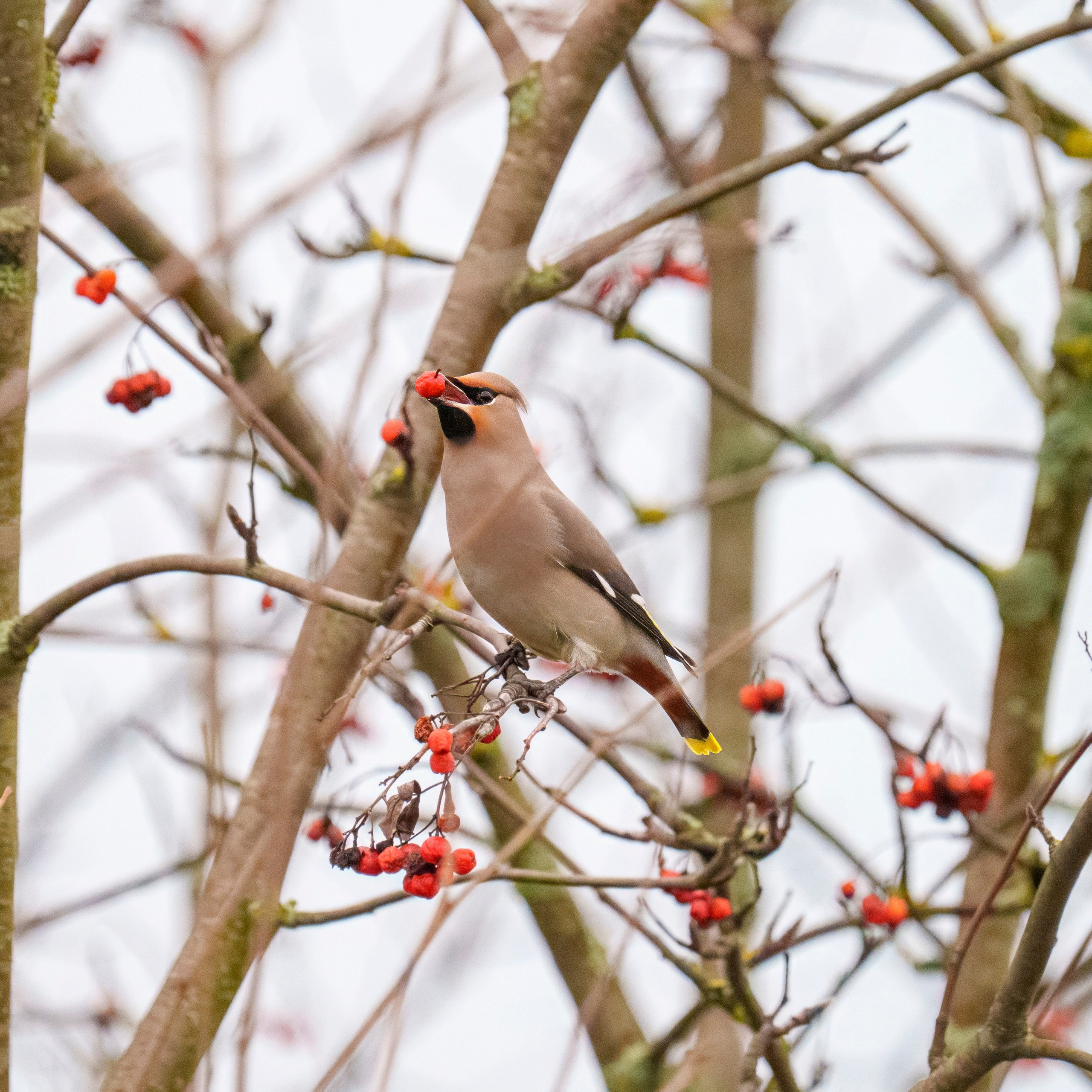 Animals — Животные