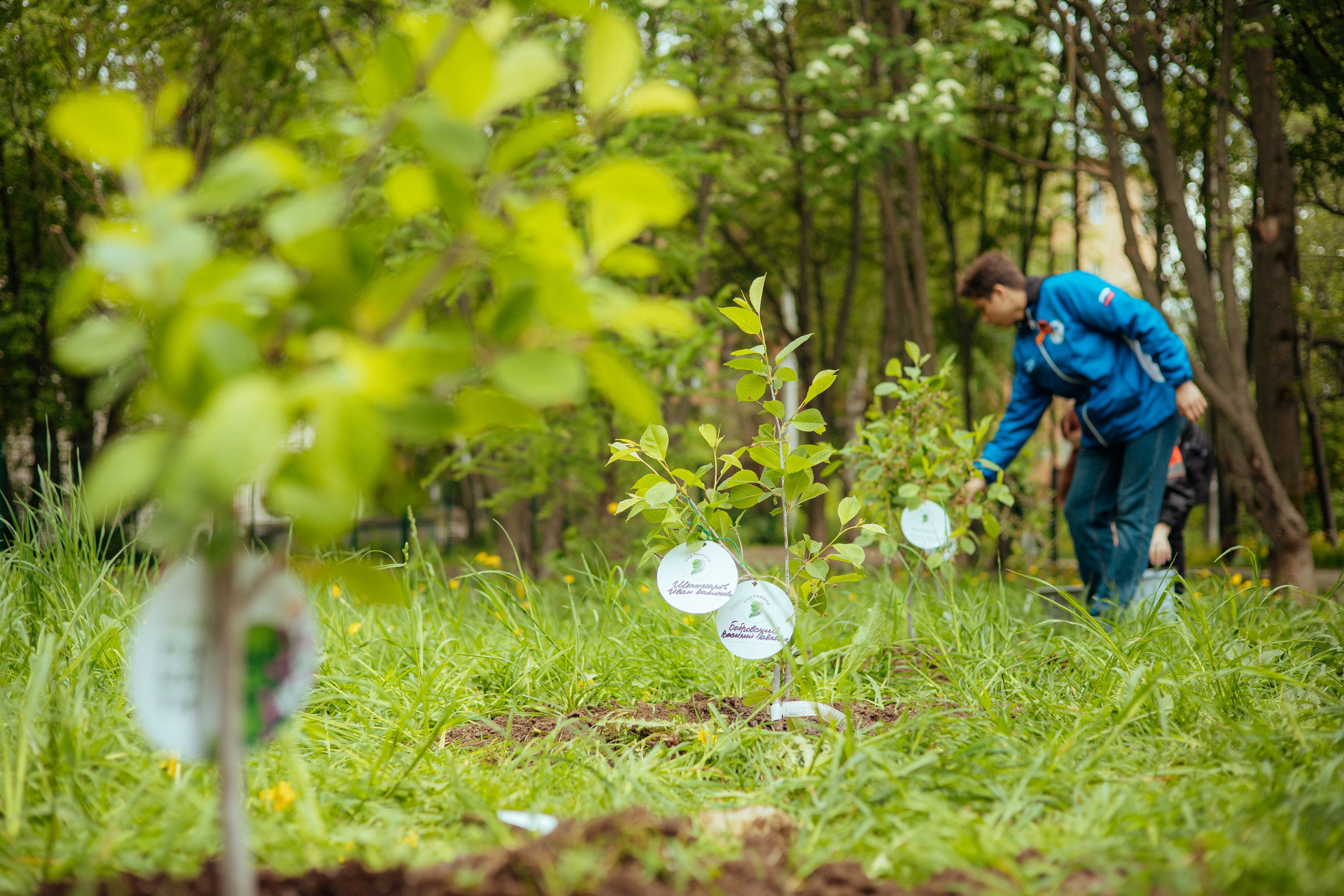 Сад памяти | волонтеры победы