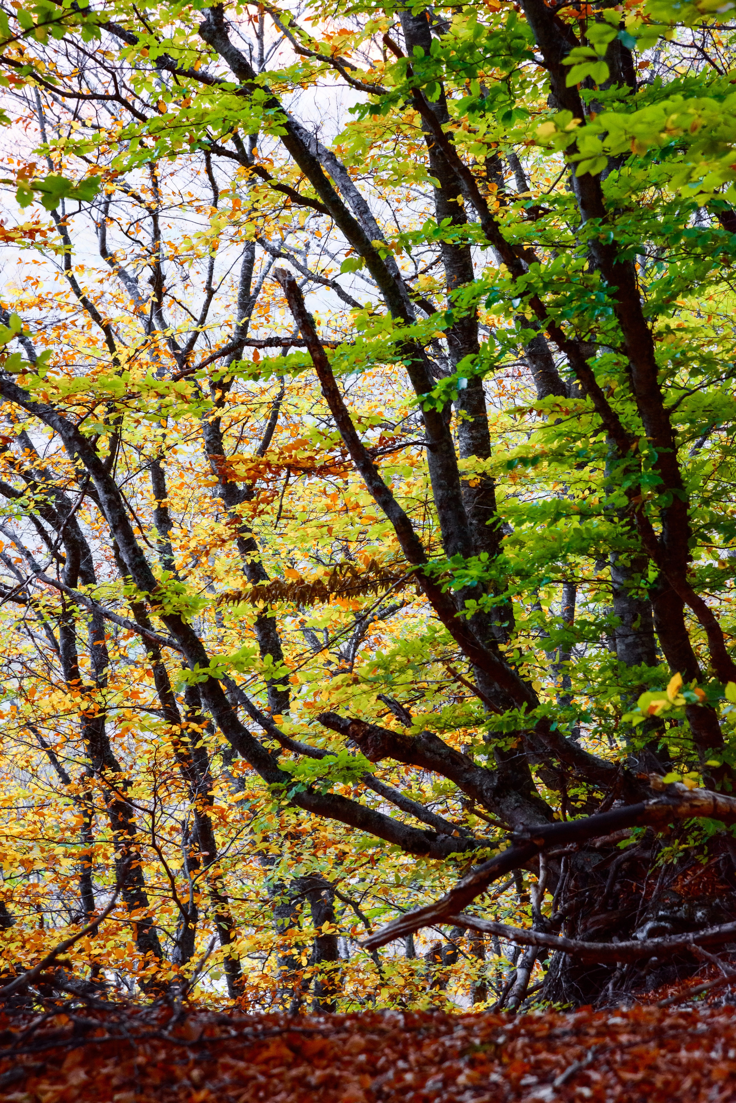 Букоый лес во время золотой осени.