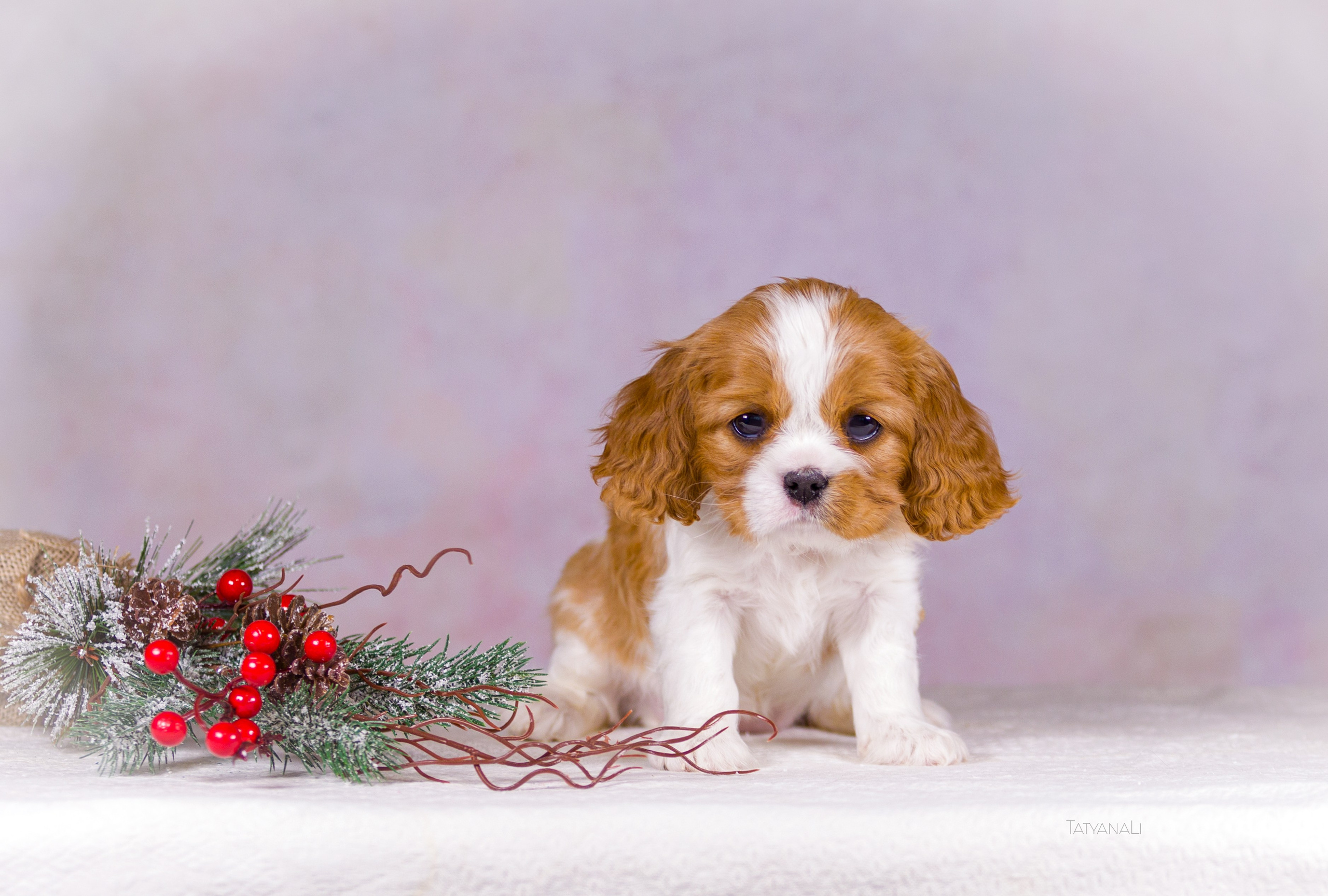 Кавалер-Кинг-Чарльз-Спаниель. Фотограф — анималист Татьяна Ли