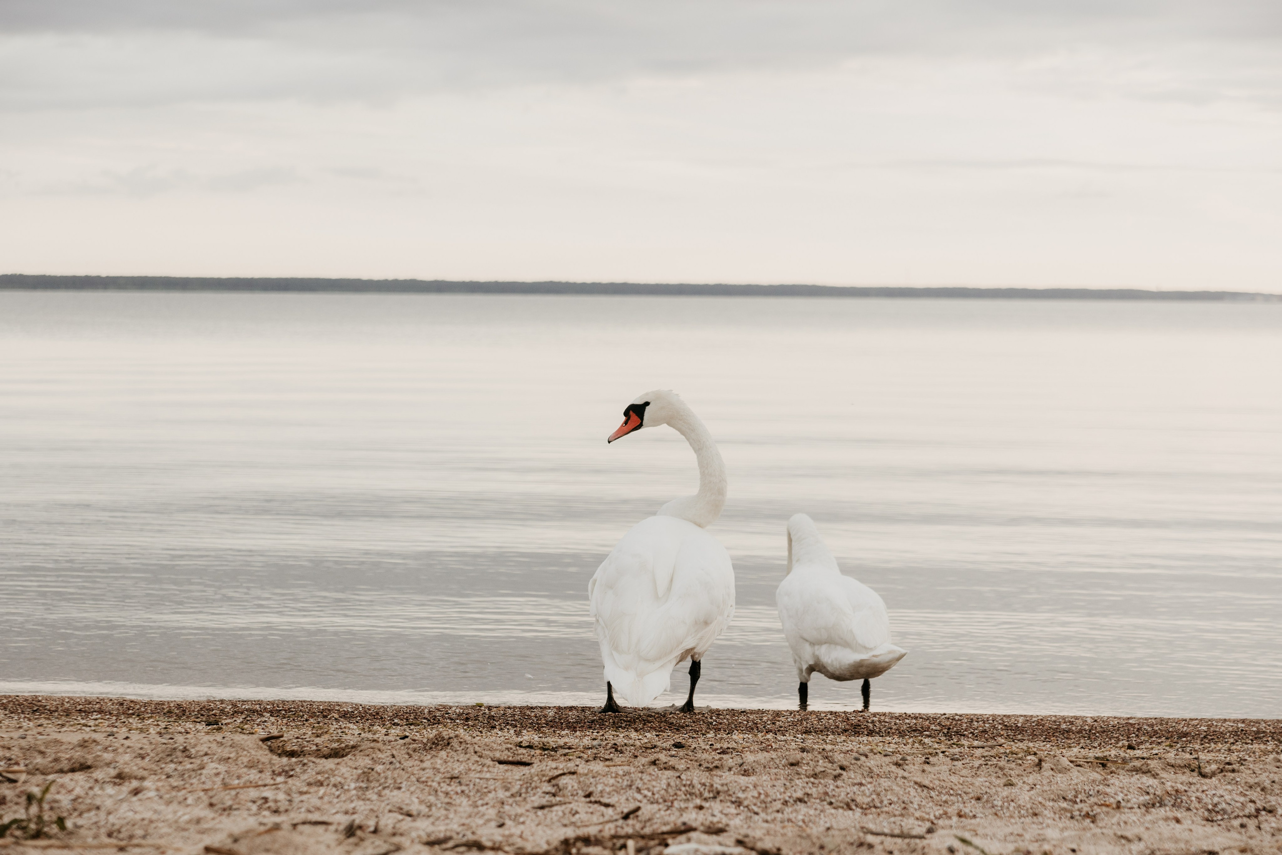Поле. Портретный фотограф в Калининграде Алеся Раух