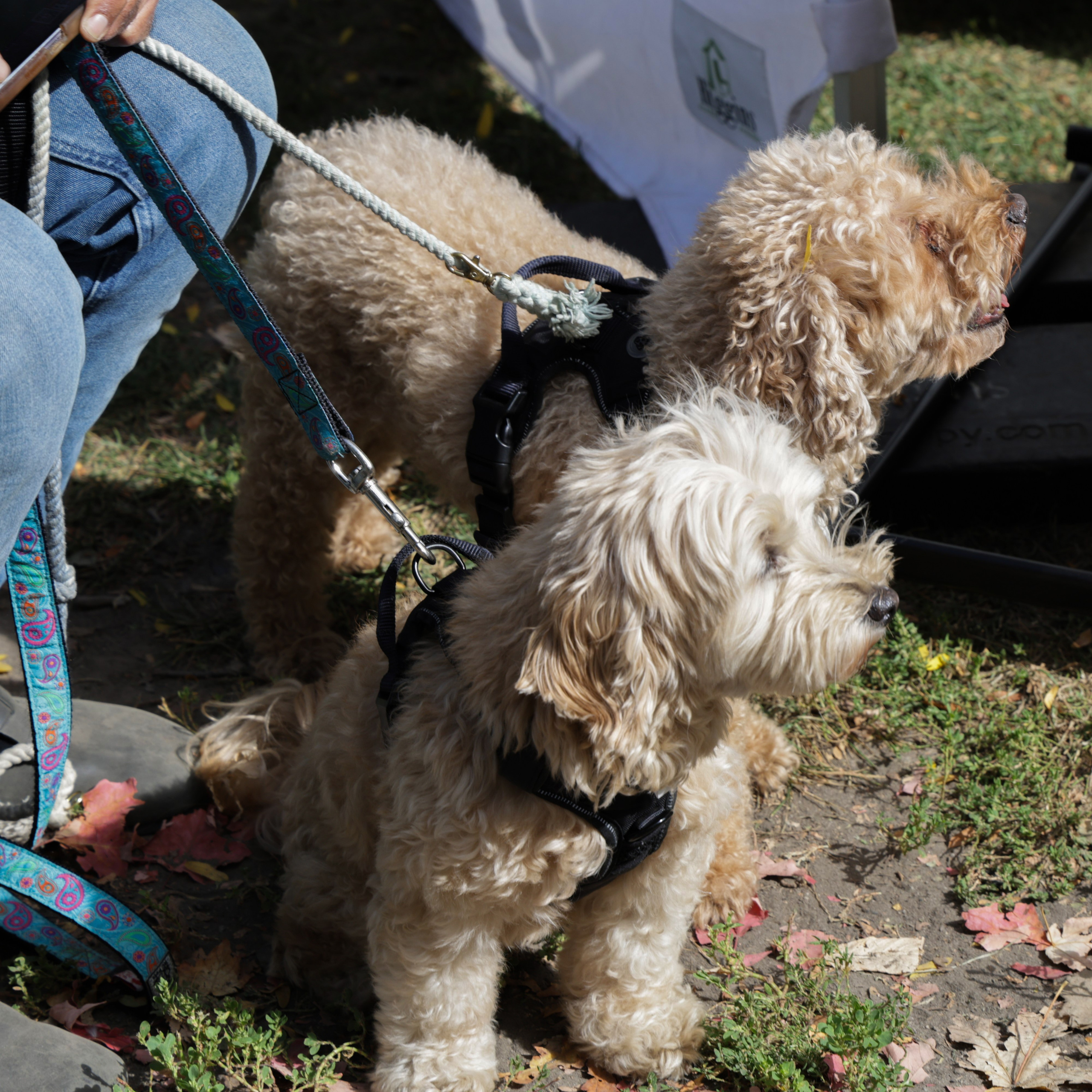 Queen St West Art Crawl. Portrait photographer based in Toronto — Blinova Mariia