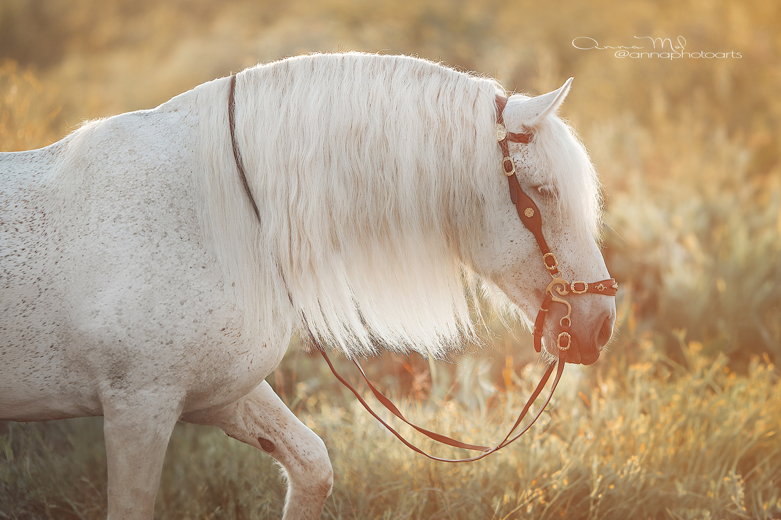 Съемка для лошадей. Анна Молчанова конный фотограф в Тюмени | фотосессии с лошадьми Тюмень