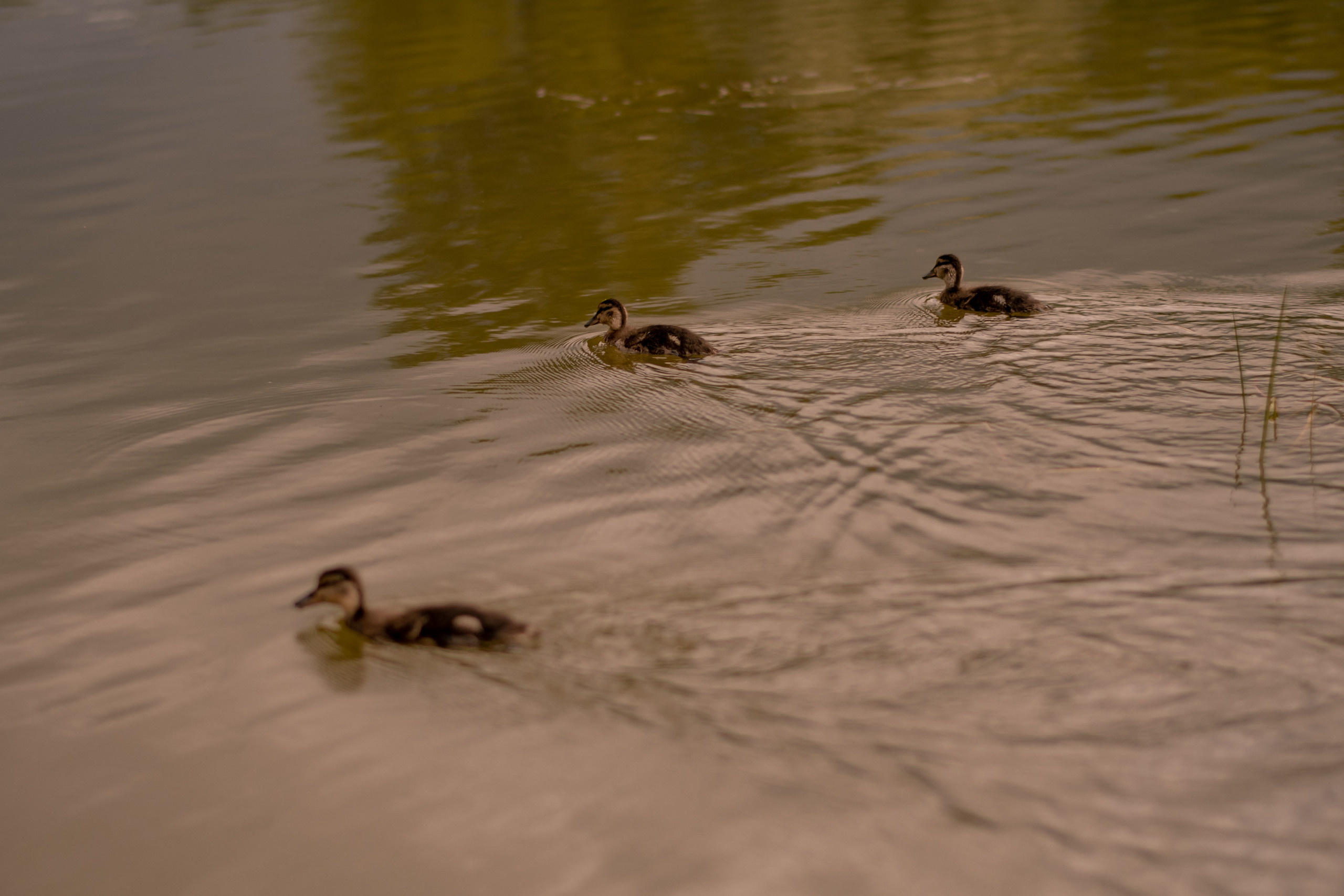 Family. Семейный  и свадебный фотограф в Мурманске Мария Шепелева