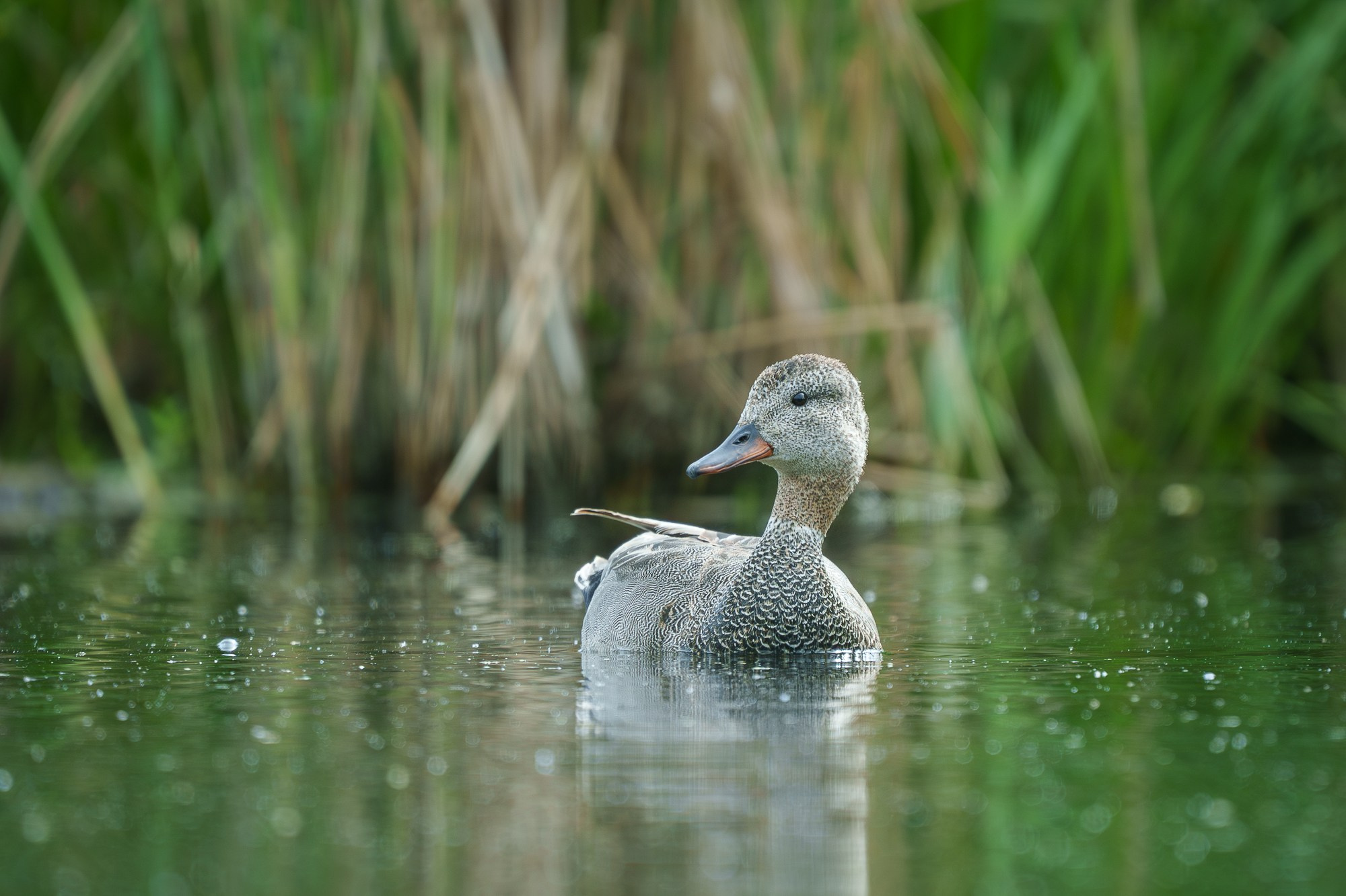 Удивительные мир птиц. Вокруг нас столько прекрасного — присмотритесь!. Ваш личный фотограф Марина Волкова