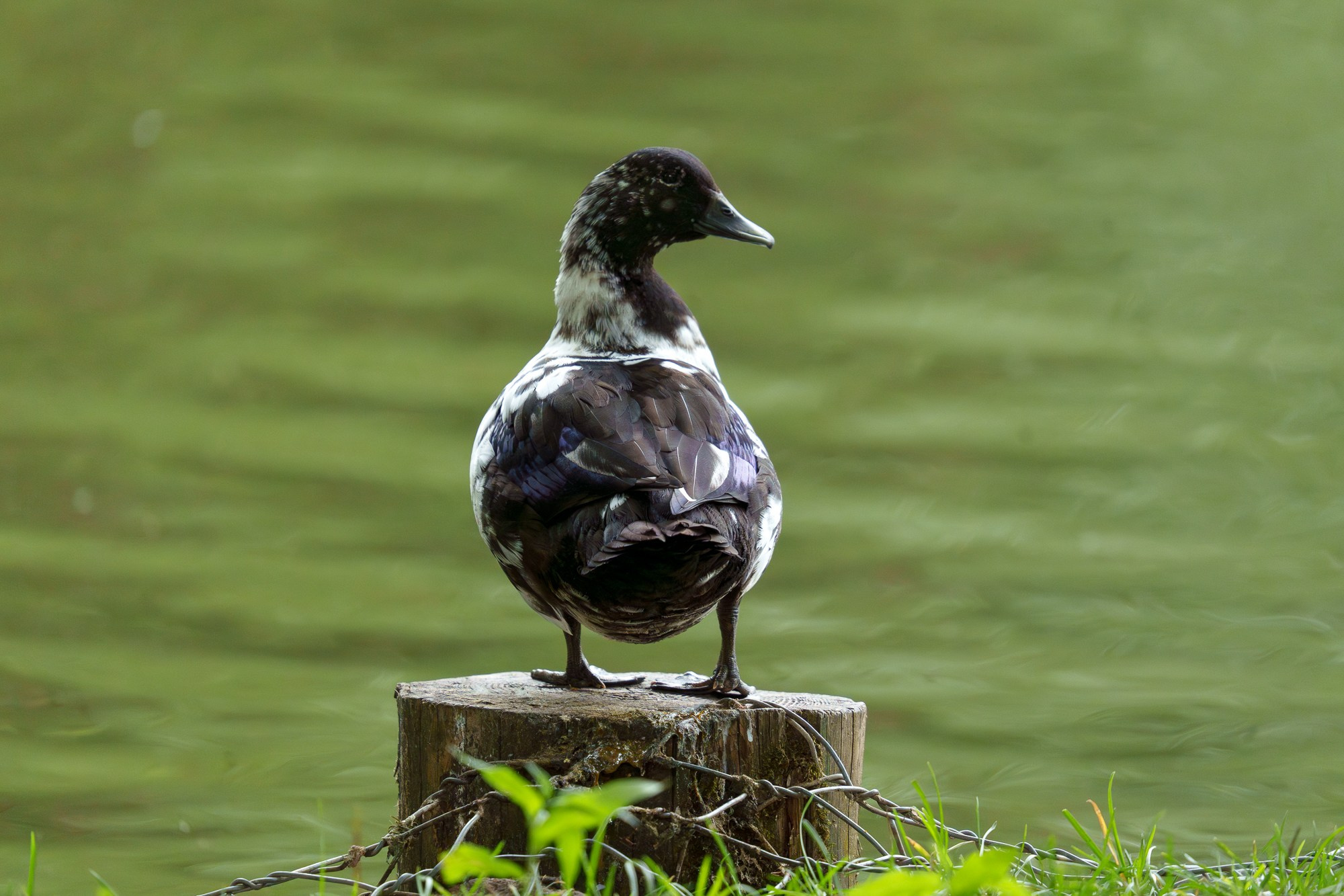 Удивительные мир птиц. Вокруг нас столько прекрасного — присмотритесь!. Ваш личный фотограф Марина Волкова