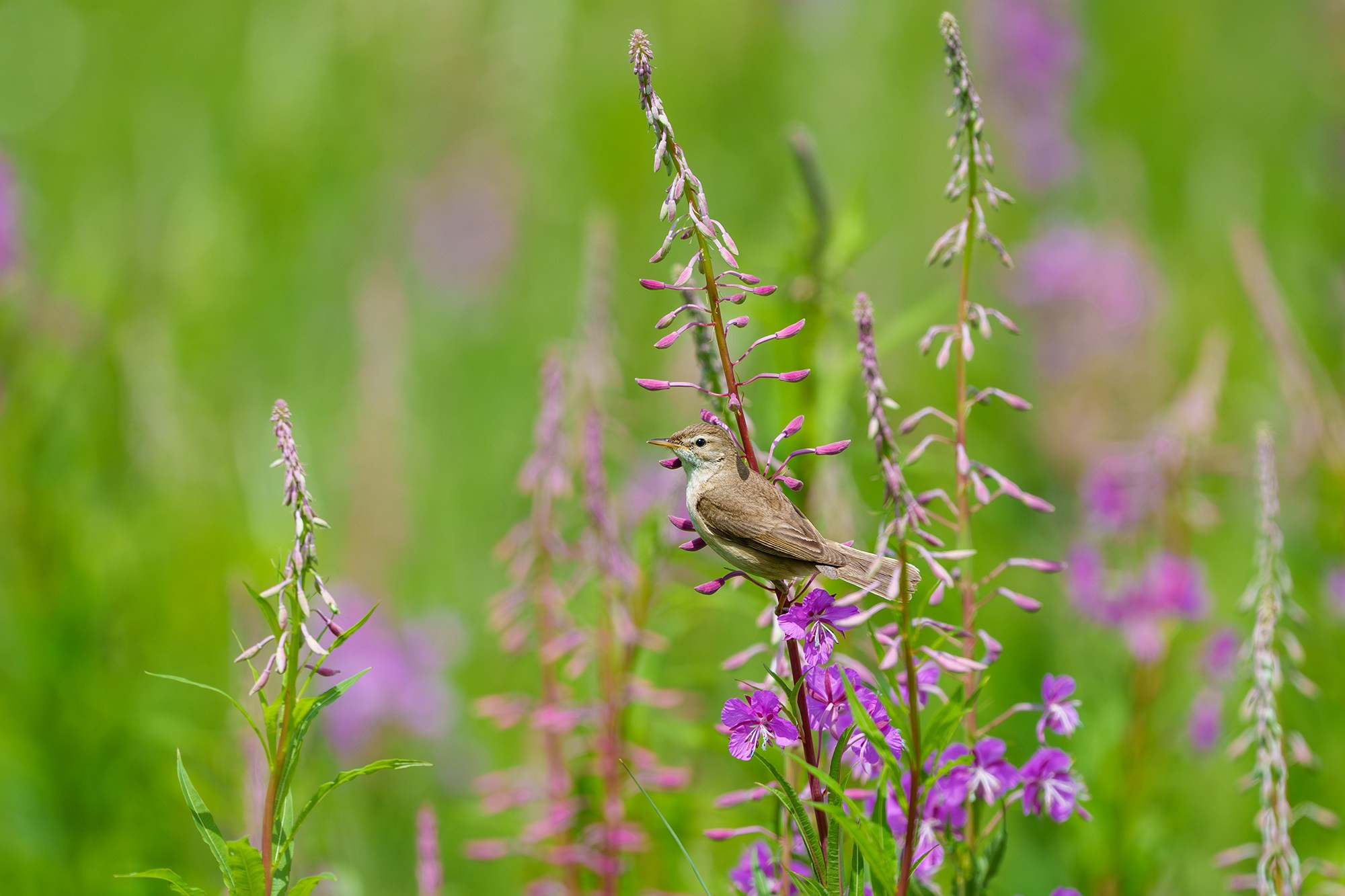 Удивительные мир птиц. Вокруг нас столько прекрасного — присмотритесь!. Ваш личный фотограф Марина Волкова