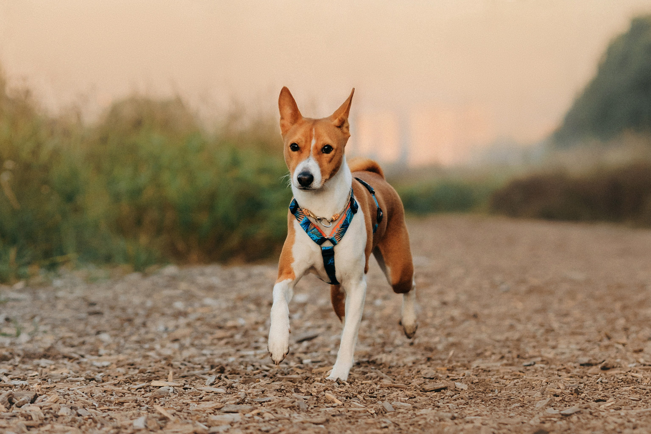 Лена и Джин. Фотограф-анималист Елена Радченко, Москва