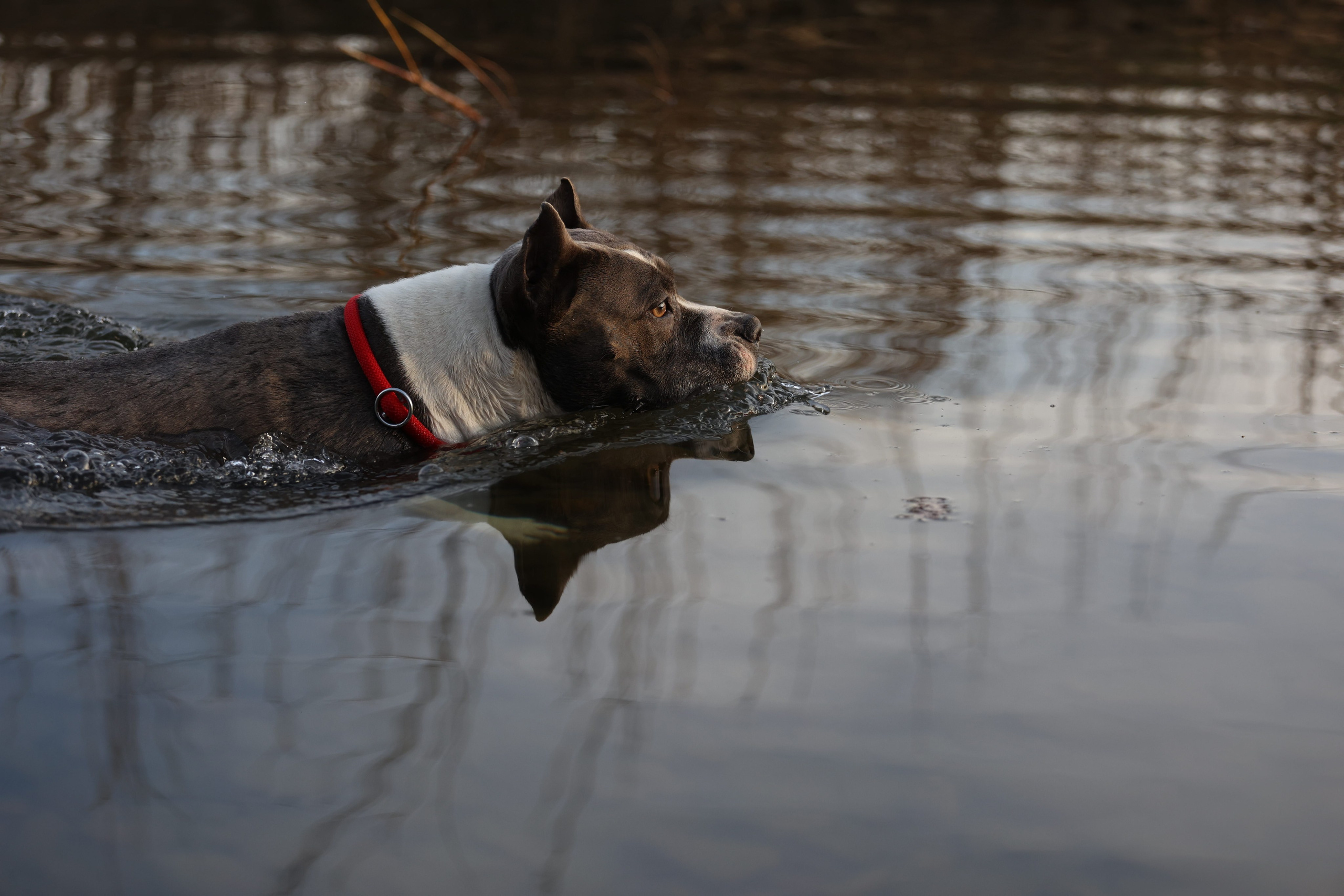 Фотограф-анималист|Иркутск