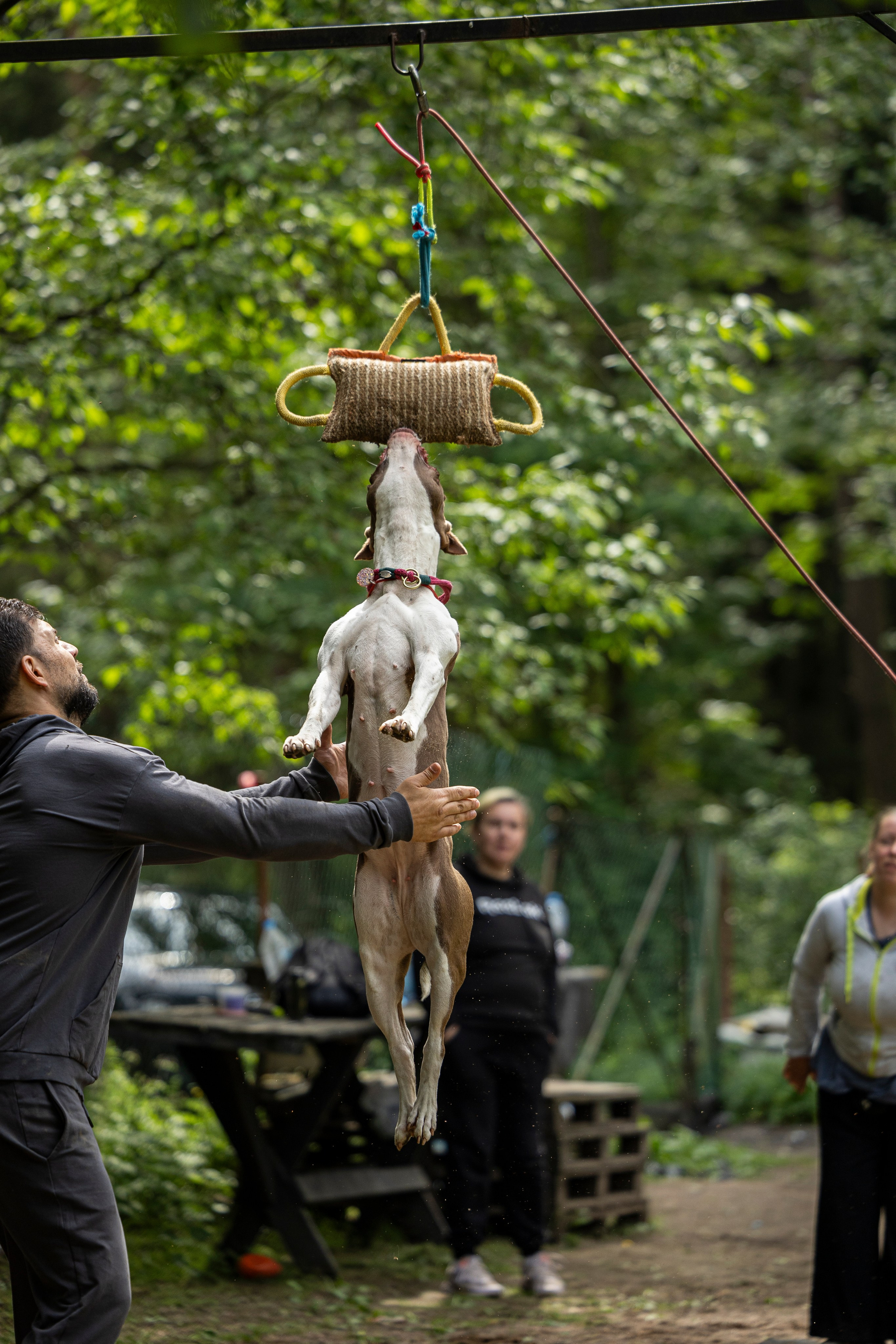 Пит-стафф многоборье. Фотограф-анималист Анна Маринич