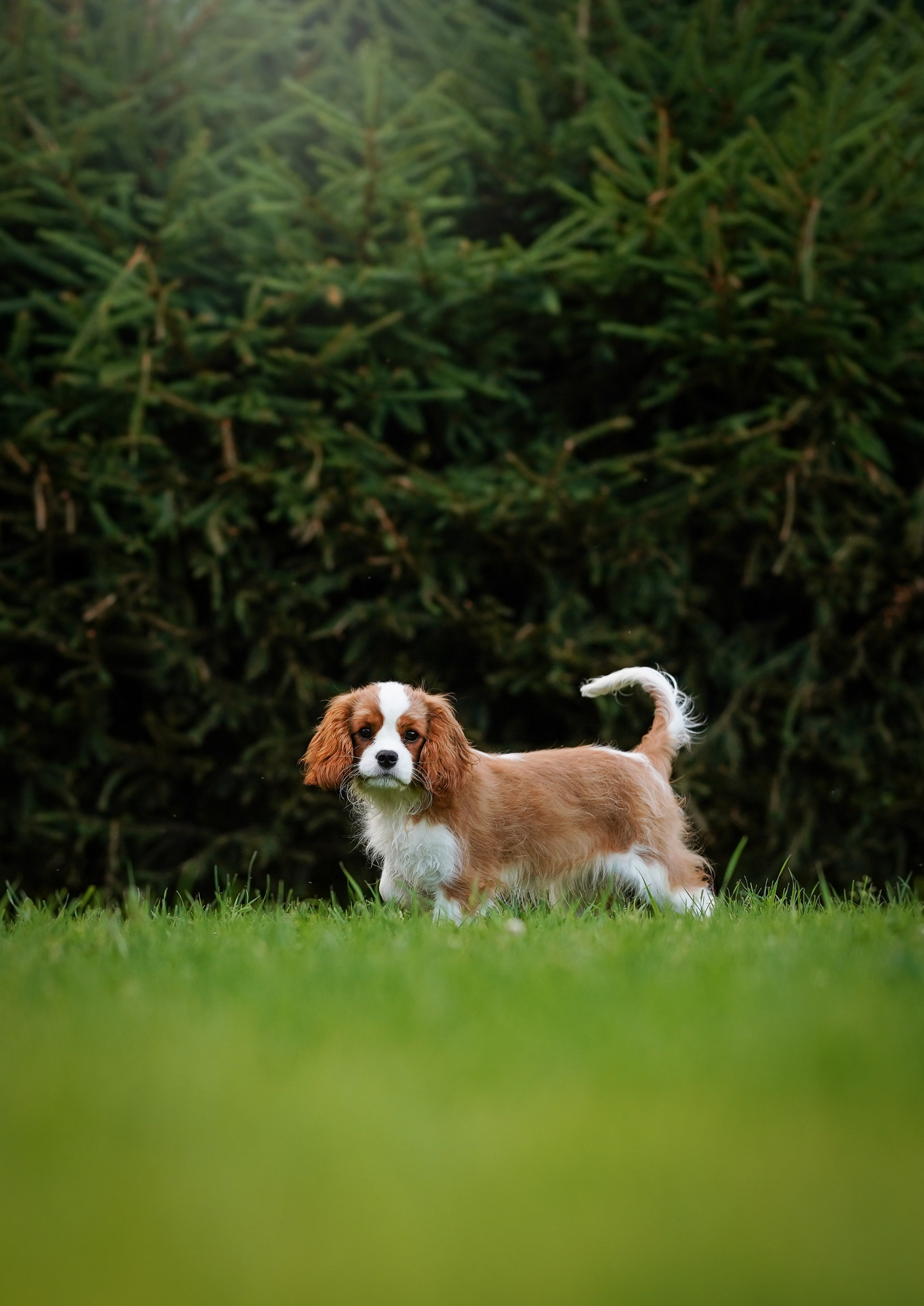 Щенуля кавалера. Фотограф-анималист в Санкт-Петербурге Яна Мартынова