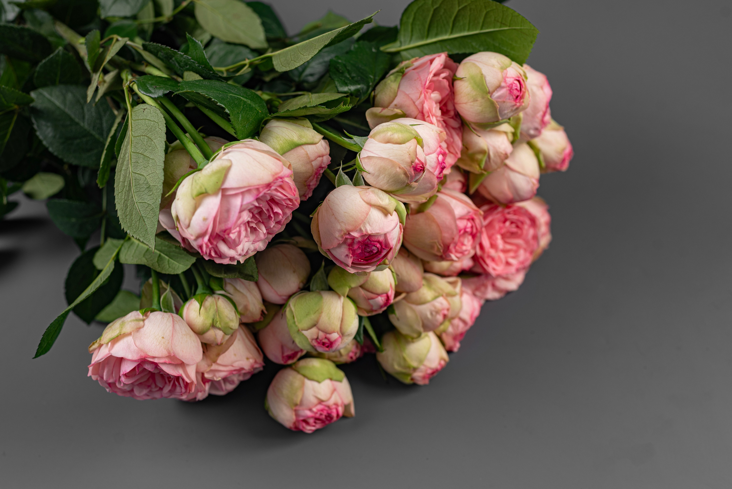 Предметная съемка. ФОТОГРАФ КРАСНОДАР КРАСНОДАРСКИЙ КРАЙ