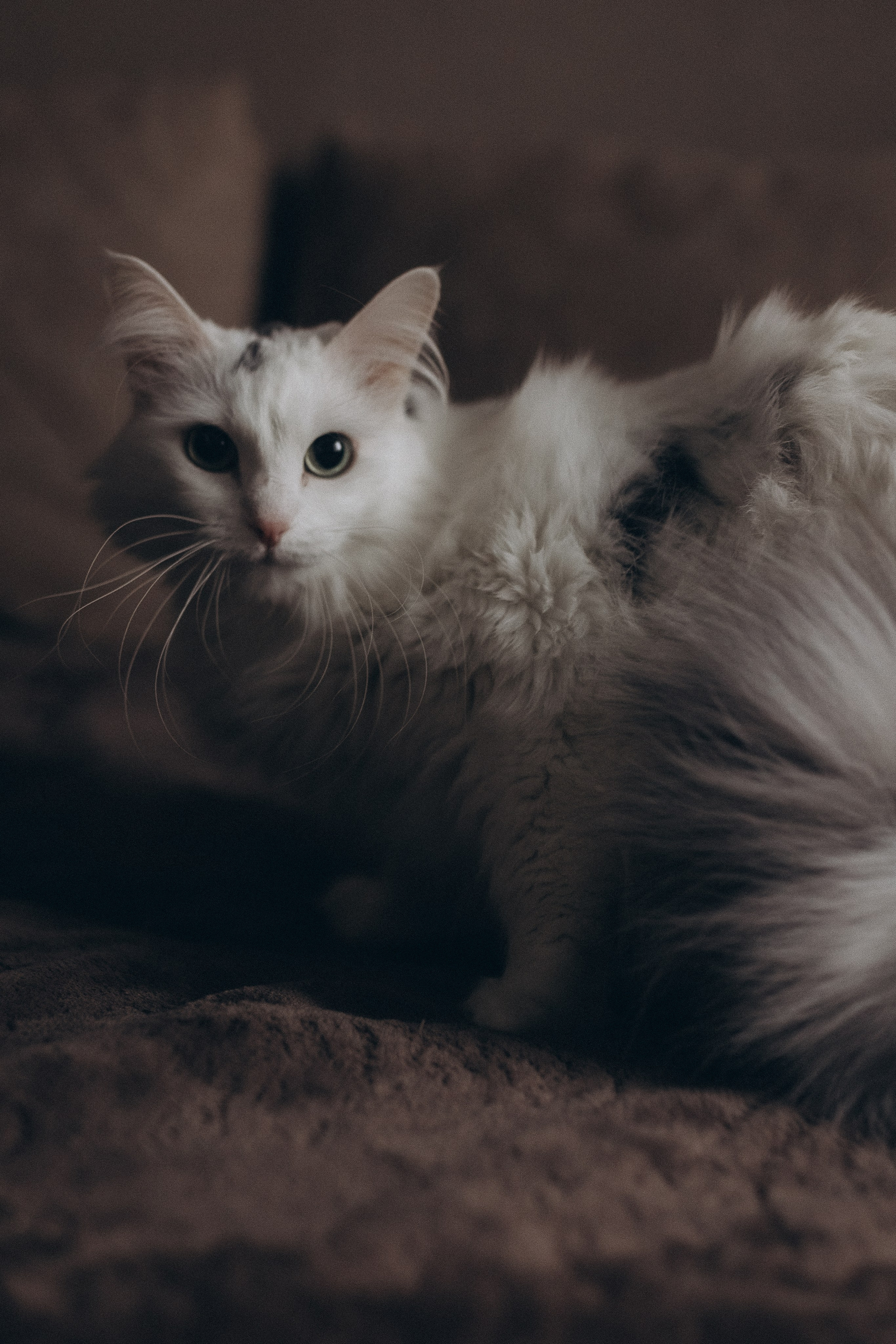 Предновогодняя суета. Фотограф из Петербурга