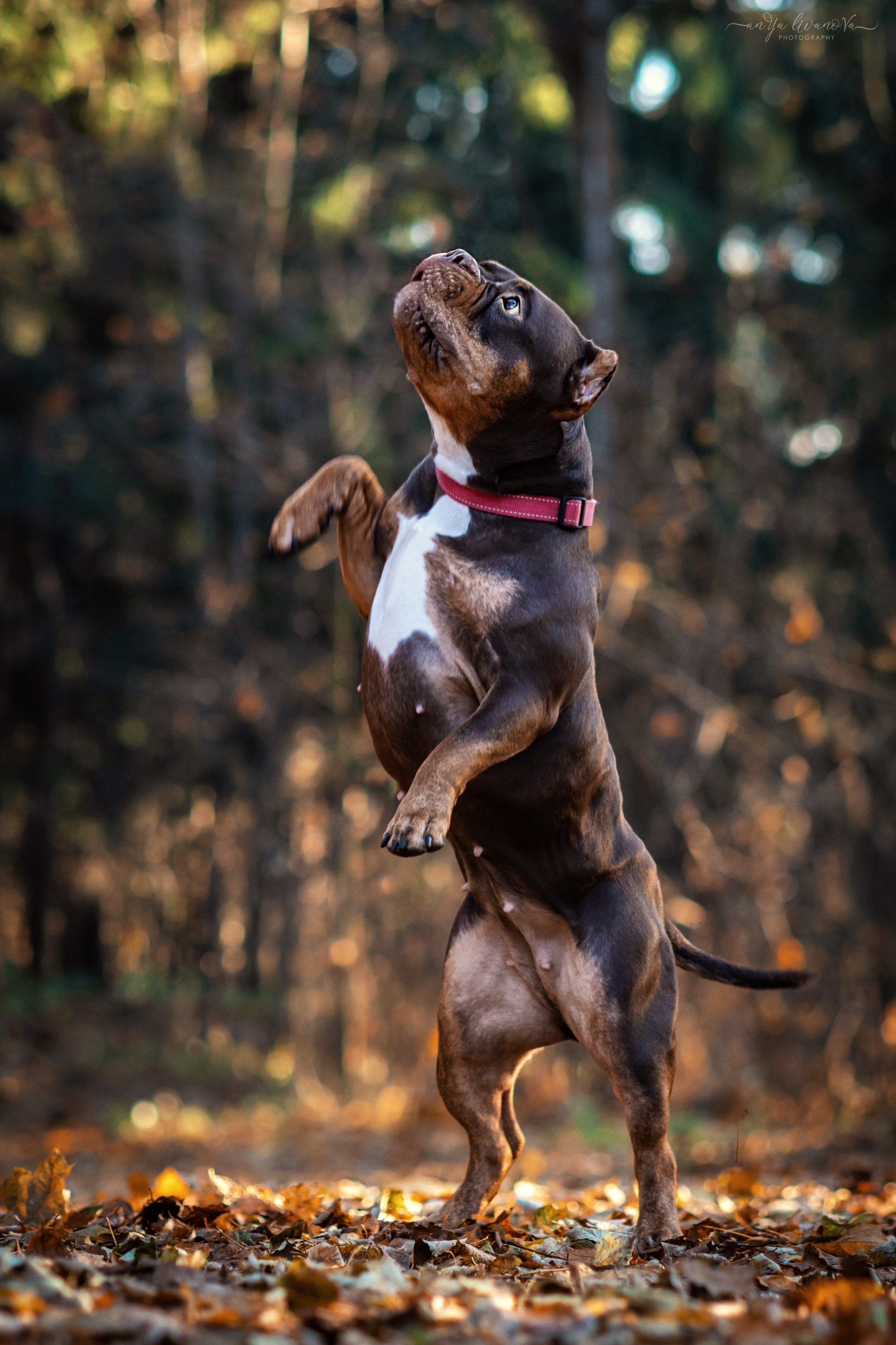 Луна. Фотограф анималист Аня Ливанова | Рыбинск