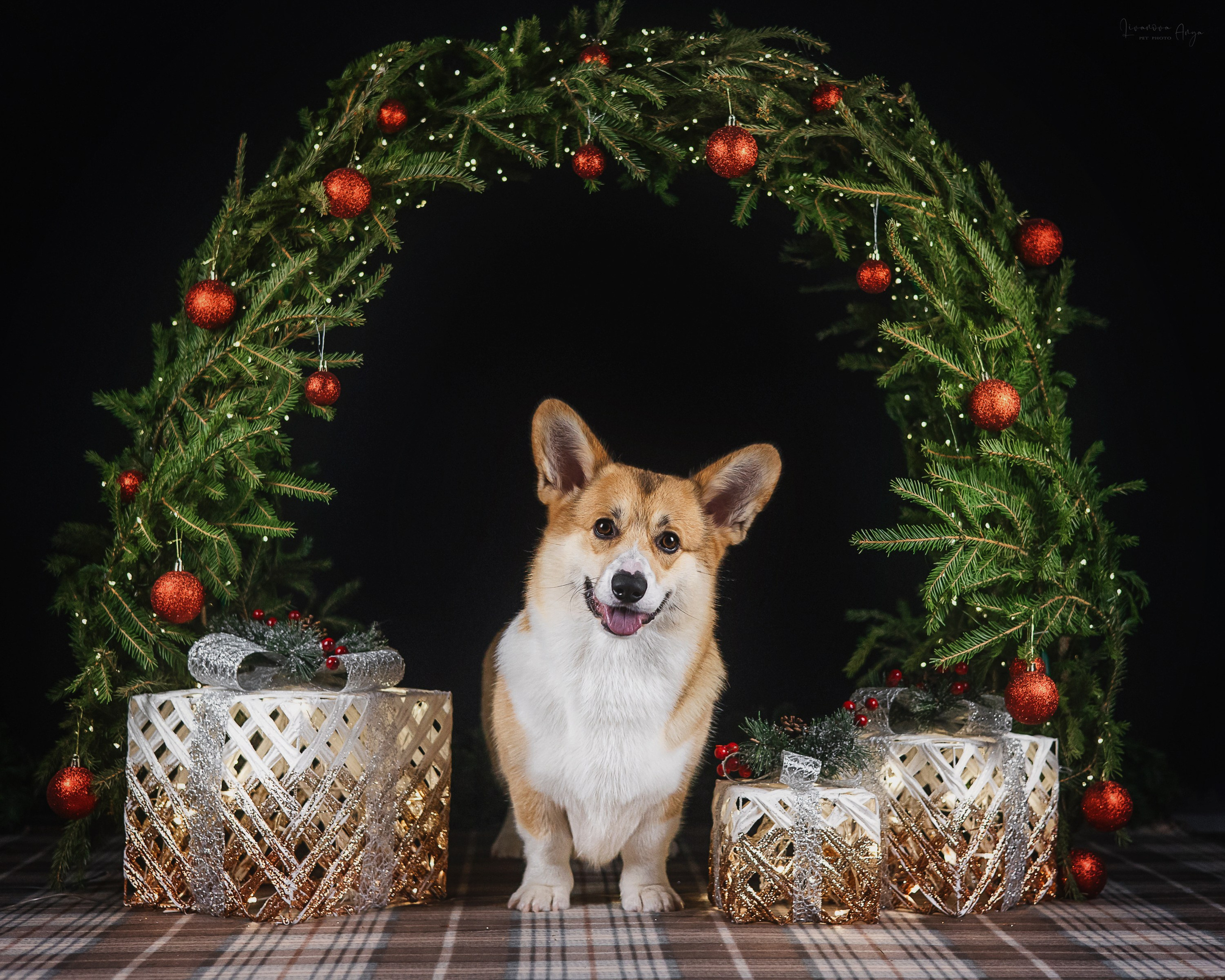 Фотодень_1 2025. Фотограф анималист Аня Ливанова | Рыбинск