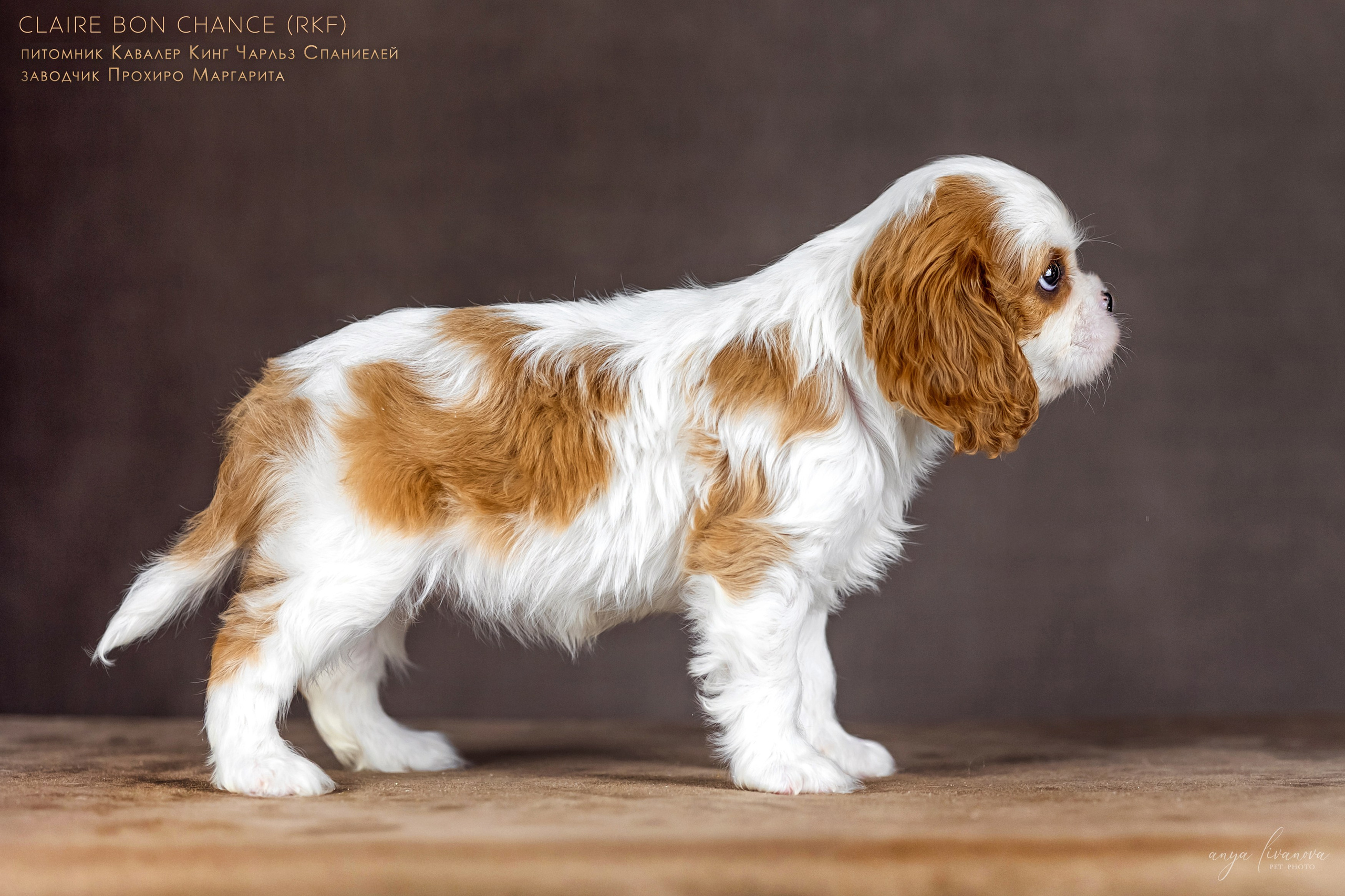 Кавалерчики. Фотограф анималист Аня Ливанова | Рыбинск