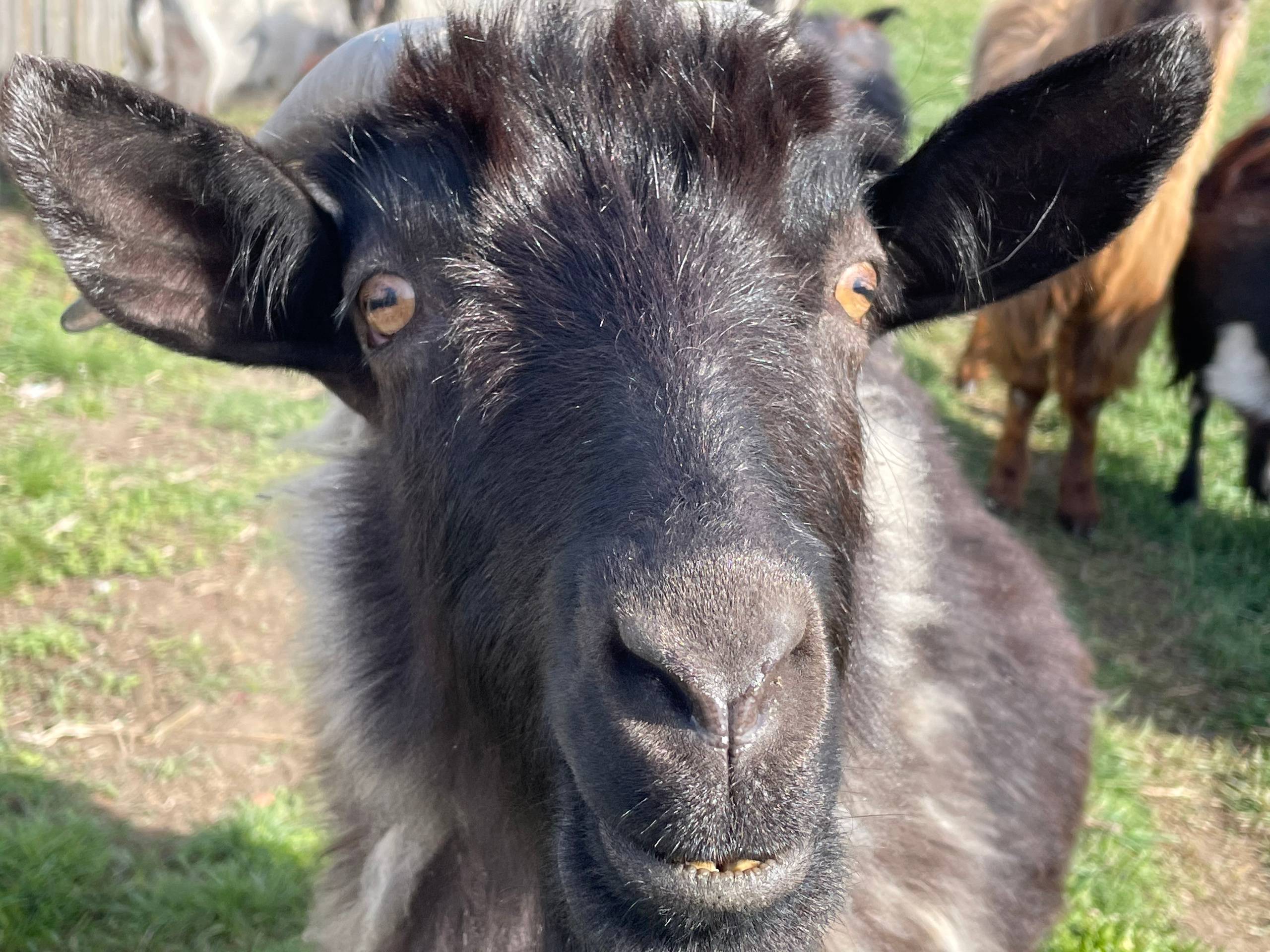 170 002 Козы. ВИЗУАЛЬНЫЕ И ЗВУКОВЫЕ РЕШЕНИЯ ДЛЯ БИЗНЕСА И СЪЁМОК ТЕЛЕТЕЛА