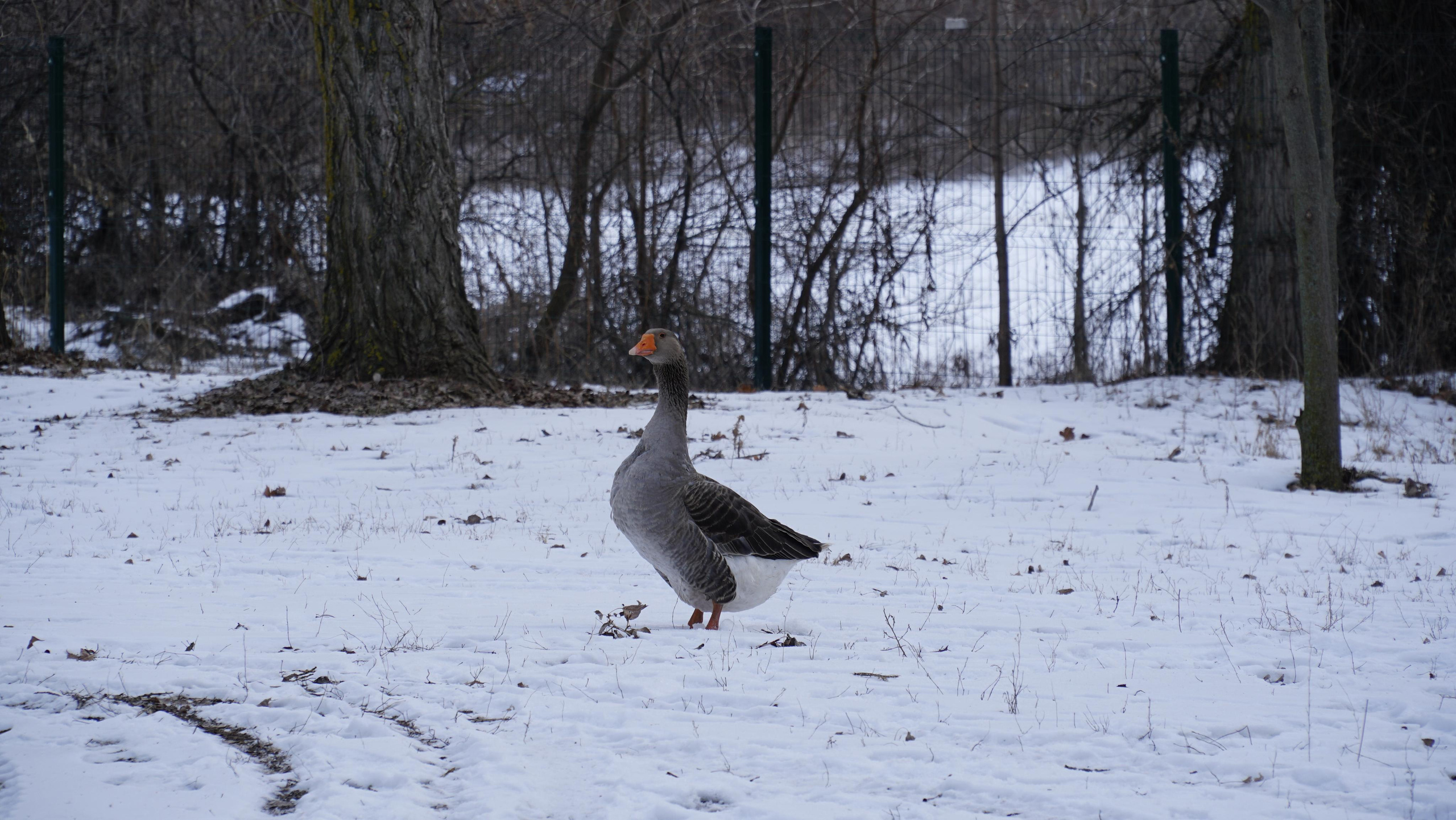 171 001 Гуси. ВИЗУАЛЬНЫЕ И ЗВУКОВЫЕ РЕШЕНИЯ ДЛЯ БИЗНЕСА И СЪЁМОК ТЕЛЕТЕЛА