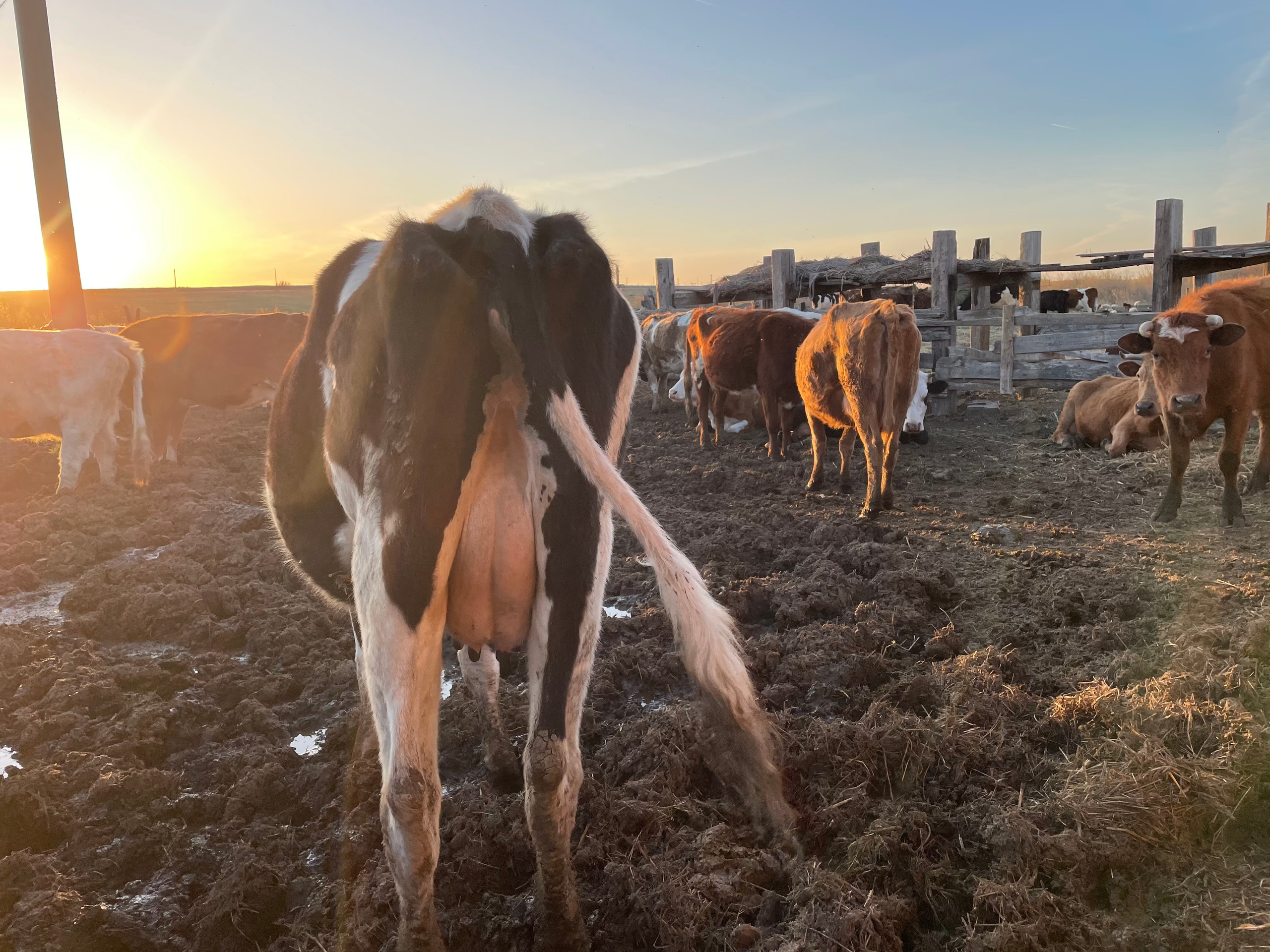 170 003 Коровы. ВИЗУАЛЬНЫЕ И ЗВУКОВЫЕ РЕШЕНИЯ ДЛЯ БИЗНЕСА И СЪЁМОК ТЕЛЕТЕЛА