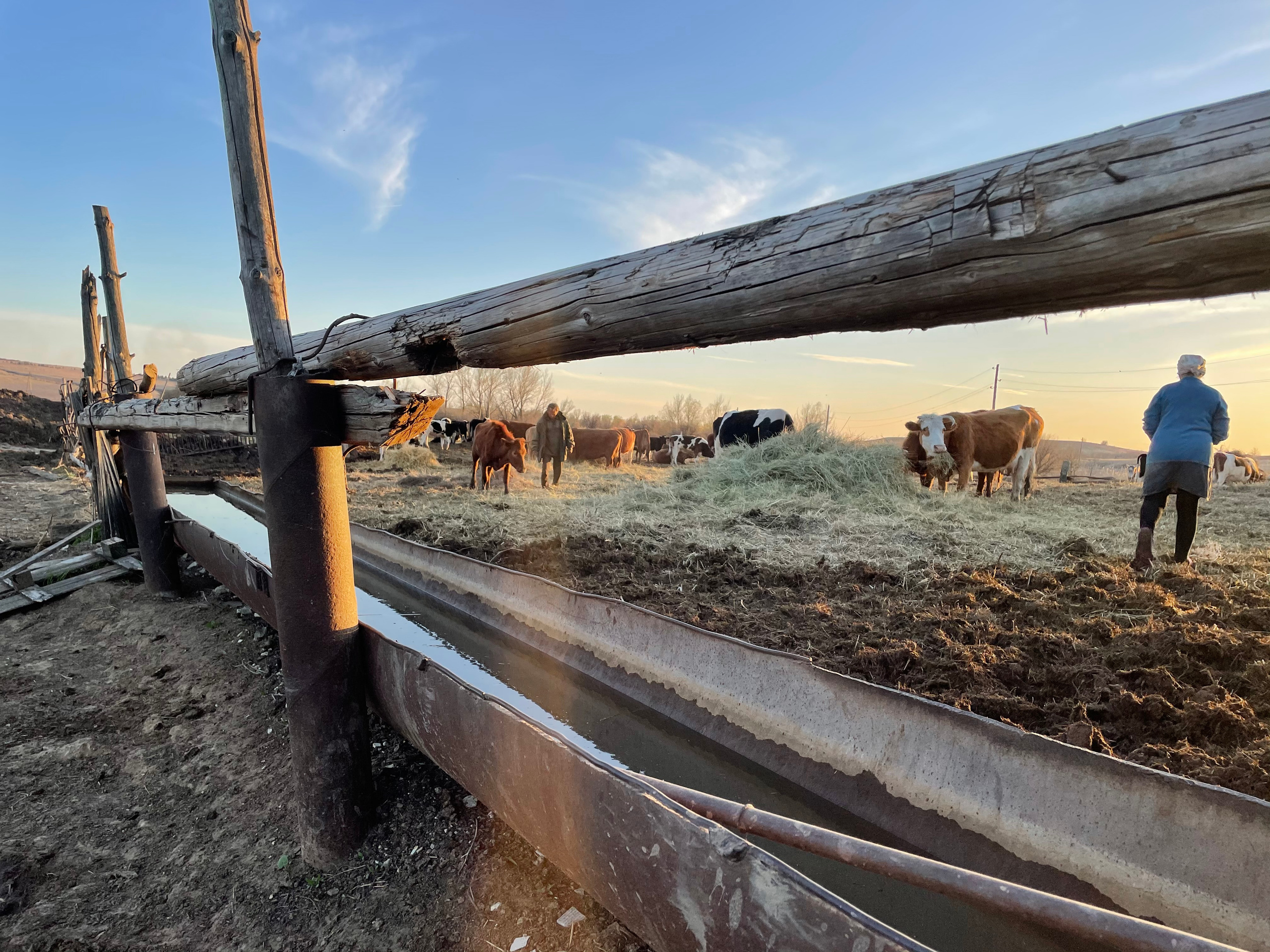 71 115 Коровник. ВИЗУАЛЬНЫЕ И ЗВУКОВЫЕ РЕШЕНИЯ ДЛЯ БИЗНЕСА И СЪЁМОК ТЕЛЕТЕЛА