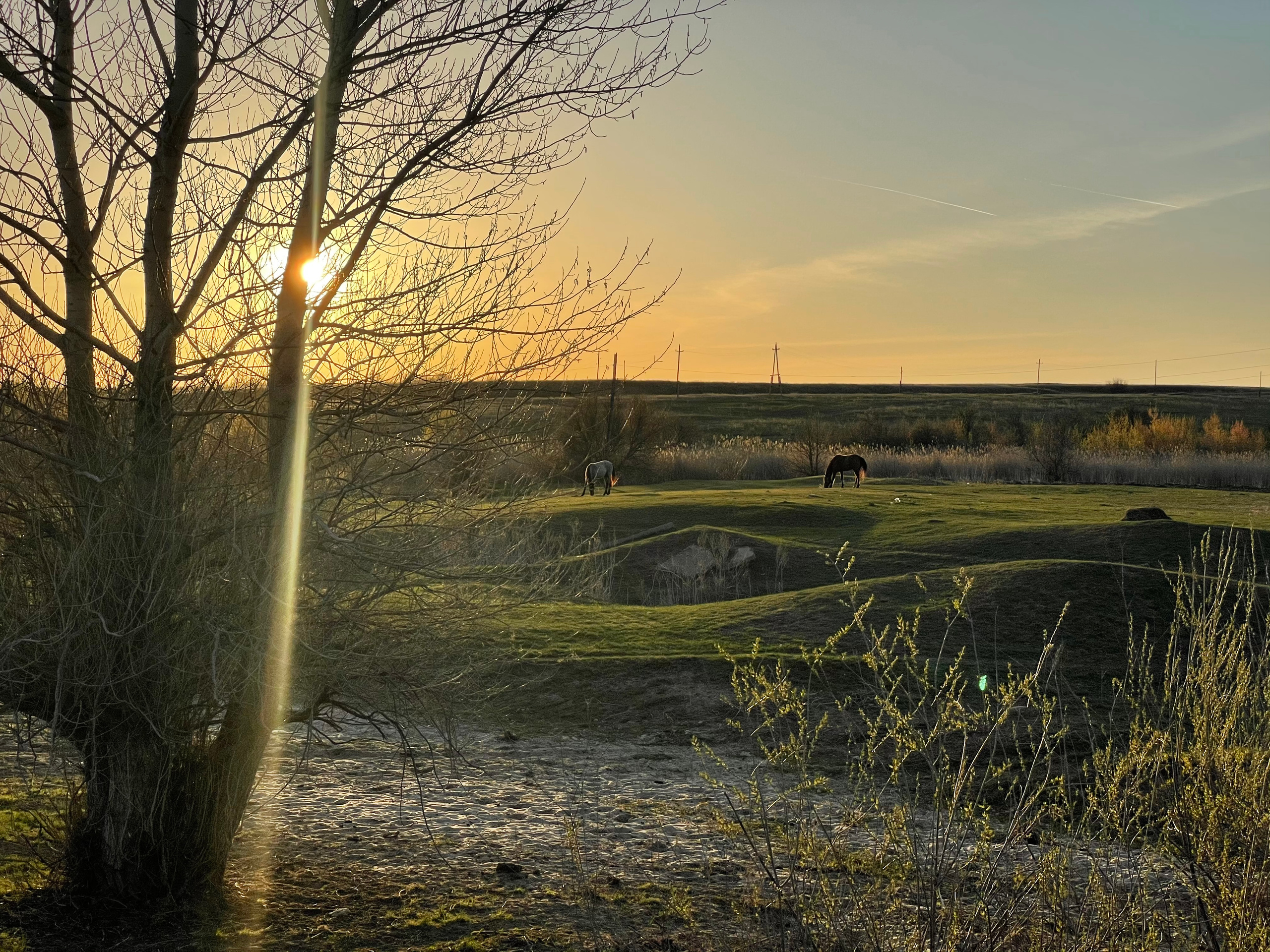 170 000 Кони, лошади. ВИЗУАЛЬНЫЕ И ЗВУКОВЫЕ РЕШЕНИЯ ДЛЯ БИЗНЕСА И СЪЁМОК ТЕЛЕТЕЛА