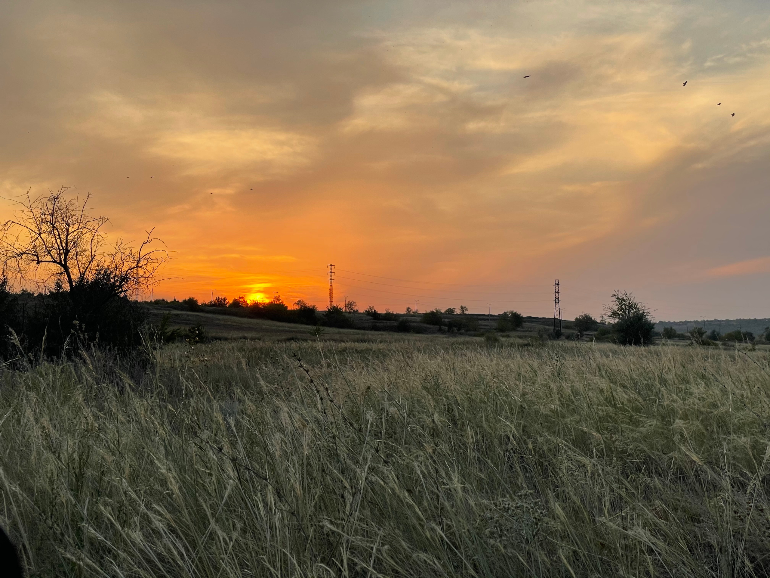 10 705 Степь. ВИЗУАЛЬНЫЕ И ЗВУКОВЫЕ РЕШЕНИЯ ДЛЯ БИЗНЕСА И СЪЁМОК ТЕЛЕТЕЛА