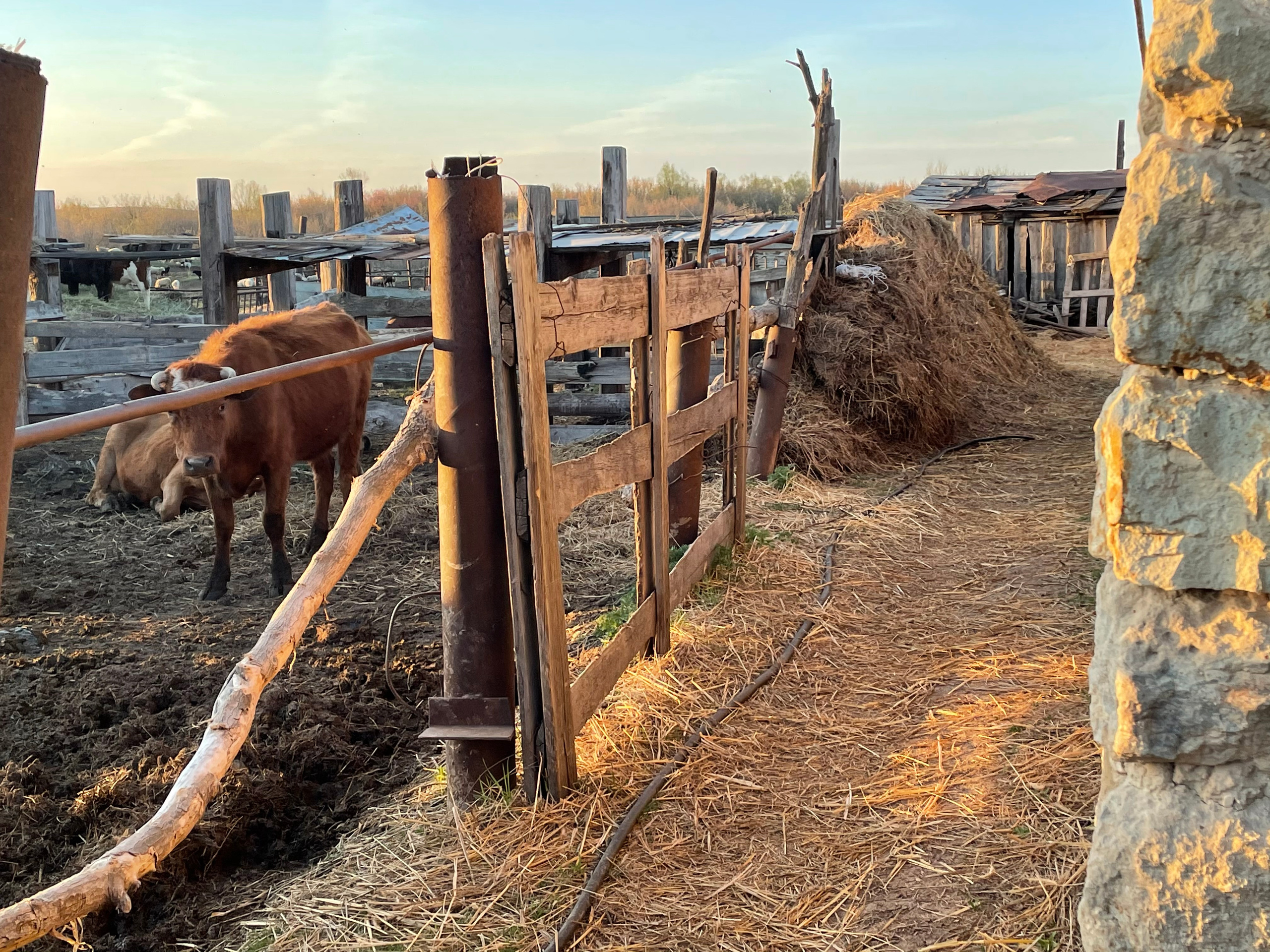 71 115 Коровник. ВИЗУАЛЬНЫЕ И ЗВУКОВЫЕ РЕШЕНИЯ ДЛЯ БИЗНЕСА И СЪЁМОК ТЕЛЕТЕЛА