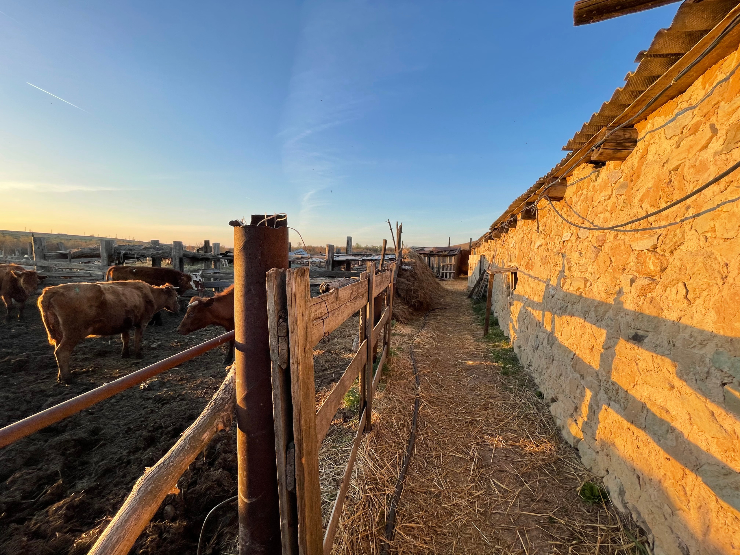 71 115 Коровник. ВИЗУАЛЬНЫЕ И ЗВУКОВЫЕ РЕШЕНИЯ ДЛЯ БИЗНЕСА И СЪЁМОК ТЕЛЕТЕЛА