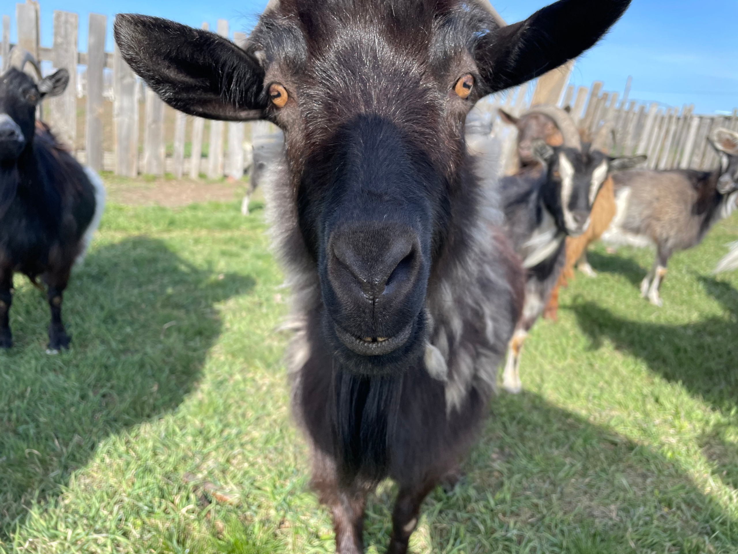 170 002 Козы. ВИЗУАЛЬНЫЕ И ЗВУКОВЫЕ РЕШЕНИЯ ДЛЯ БИЗНЕСА И СЪЁМОК ТЕЛЕТЕЛА