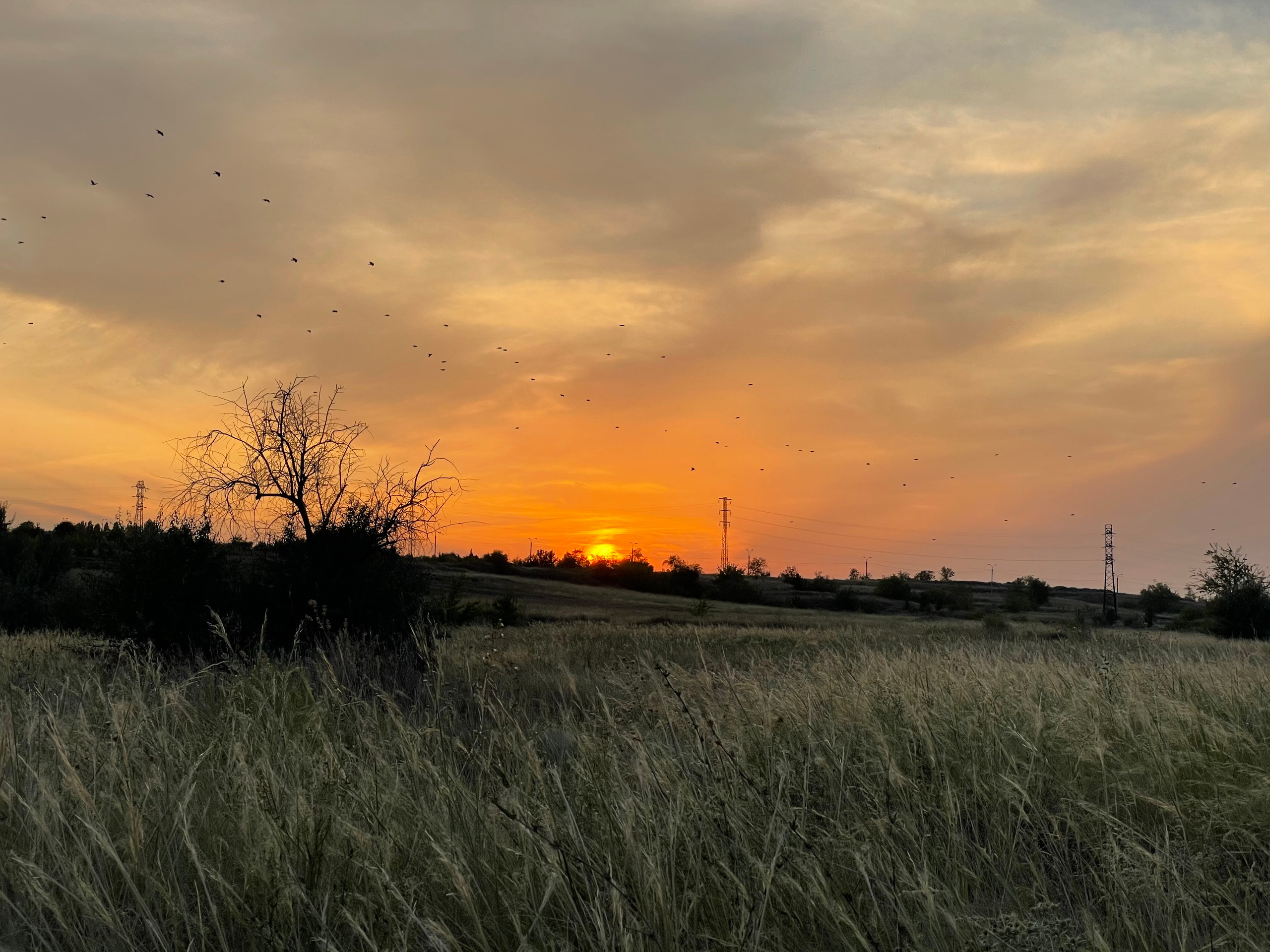 10 705 Степь. ВИЗУАЛЬНЫЕ И ЗВУКОВЫЕ РЕШЕНИЯ ДЛЯ БИЗНЕСА И СЪЁМОК ТЕЛЕТЕЛА