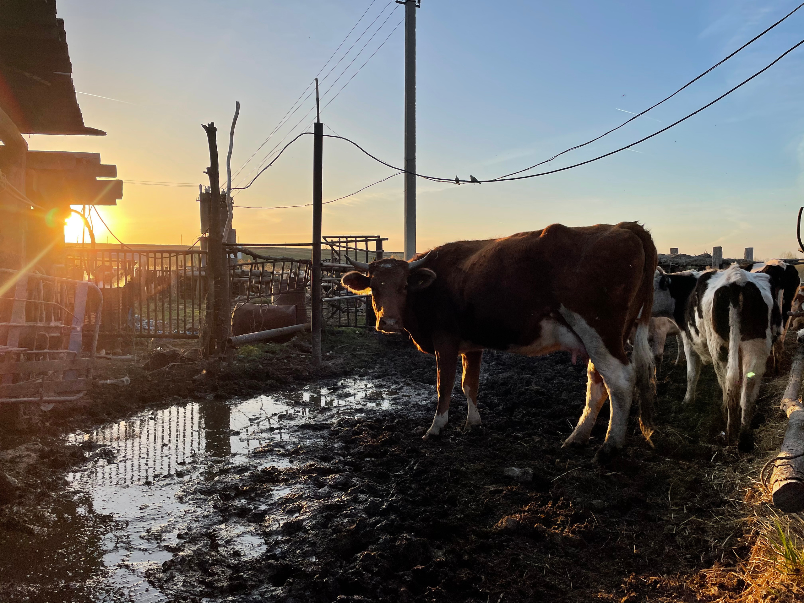 71 115 Коровник. ВИЗУАЛЬНЫЕ И ЗВУКОВЫЕ РЕШЕНИЯ ДЛЯ БИЗНЕСА И СЪЁМОК ТЕЛЕТЕЛА