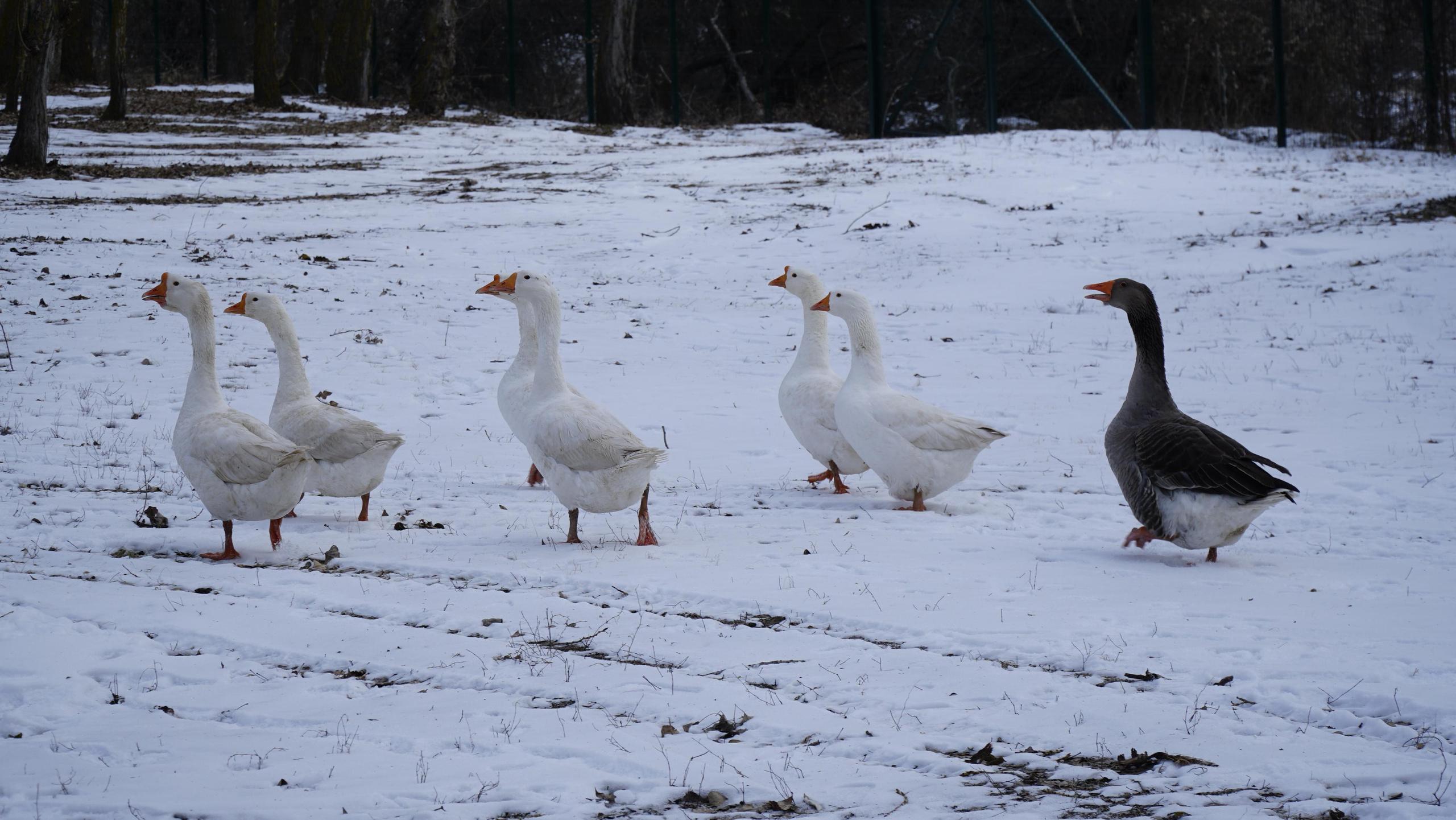 171 001 Гуси. ВИЗУАЛЬНЫЕ И ЗВУКОВЫЕ РЕШЕНИЯ ДЛЯ БИЗНЕСА И СЪЁМОК ТЕЛЕТЕЛА