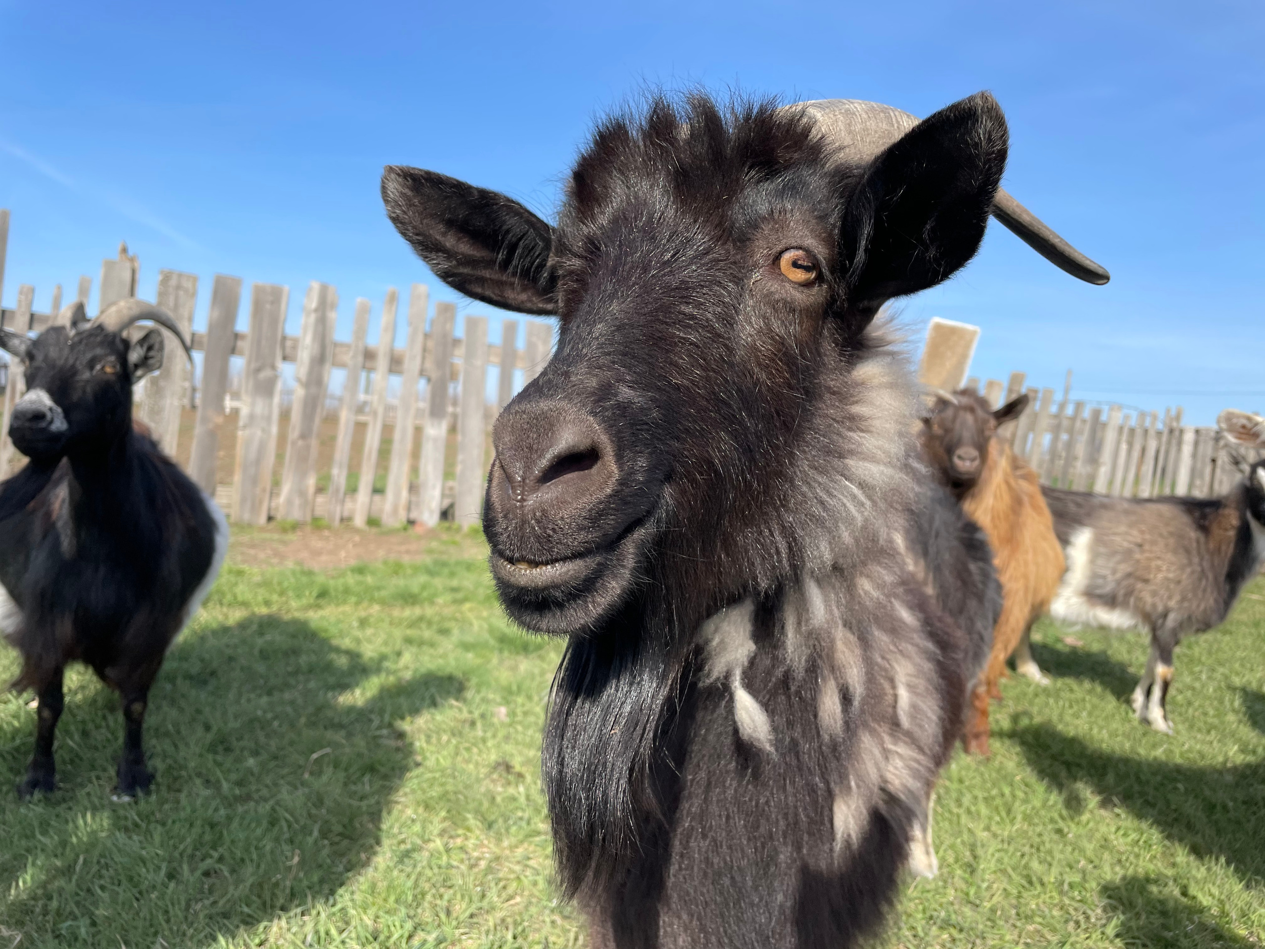 170 002 Козы. ВИЗУАЛЬНЫЕ И ЗВУКОВЫЕ РЕШЕНИЯ ДЛЯ БИЗНЕСА И СЪЁМОК ТЕЛЕТЕЛА