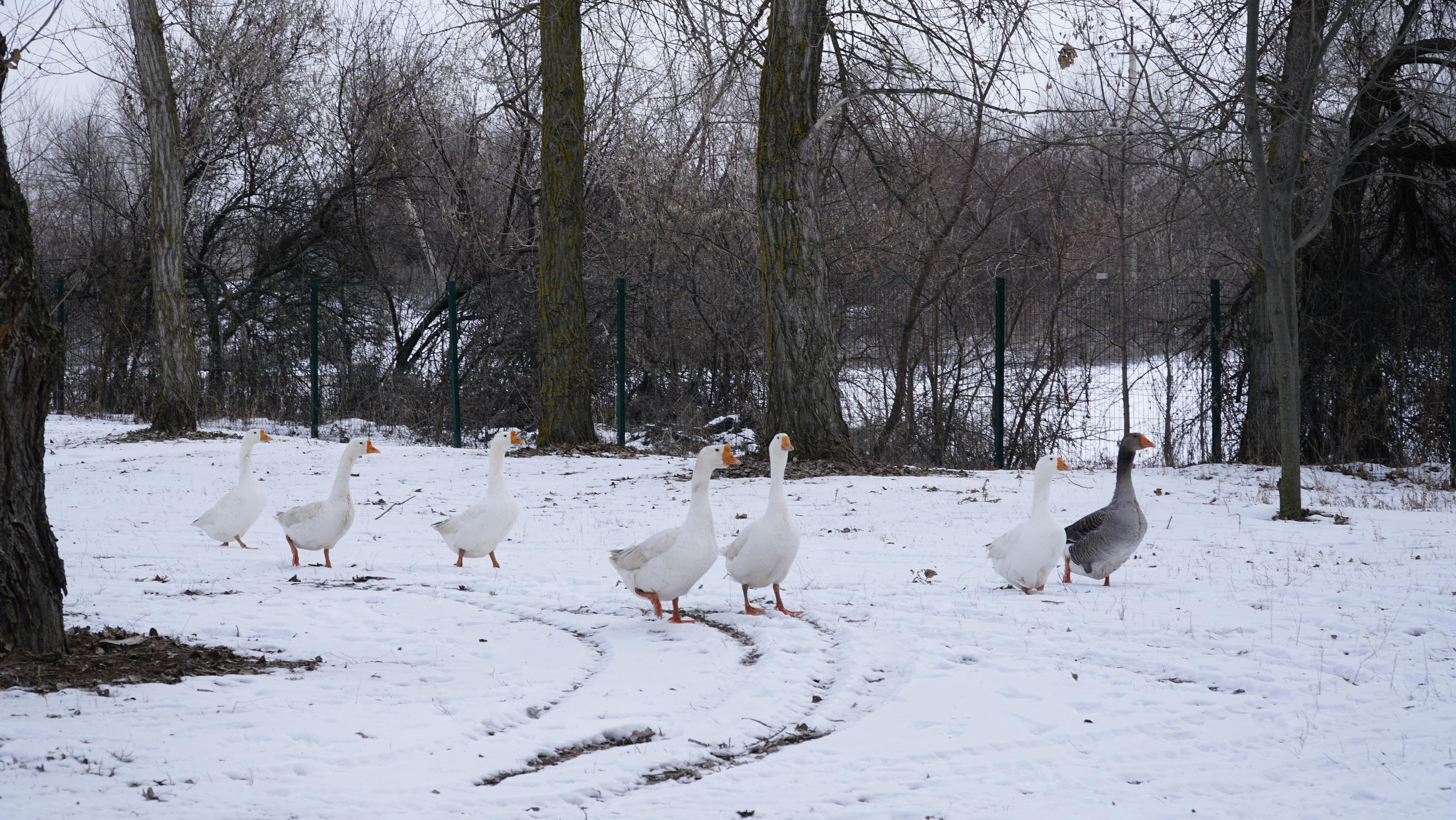 171 001 Гуси. ВИЗУАЛЬНЫЕ И ЗВУКОВЫЕ РЕШЕНИЯ ДЛЯ БИЗНЕСА И СЪЁМОК ТЕЛЕТЕЛА