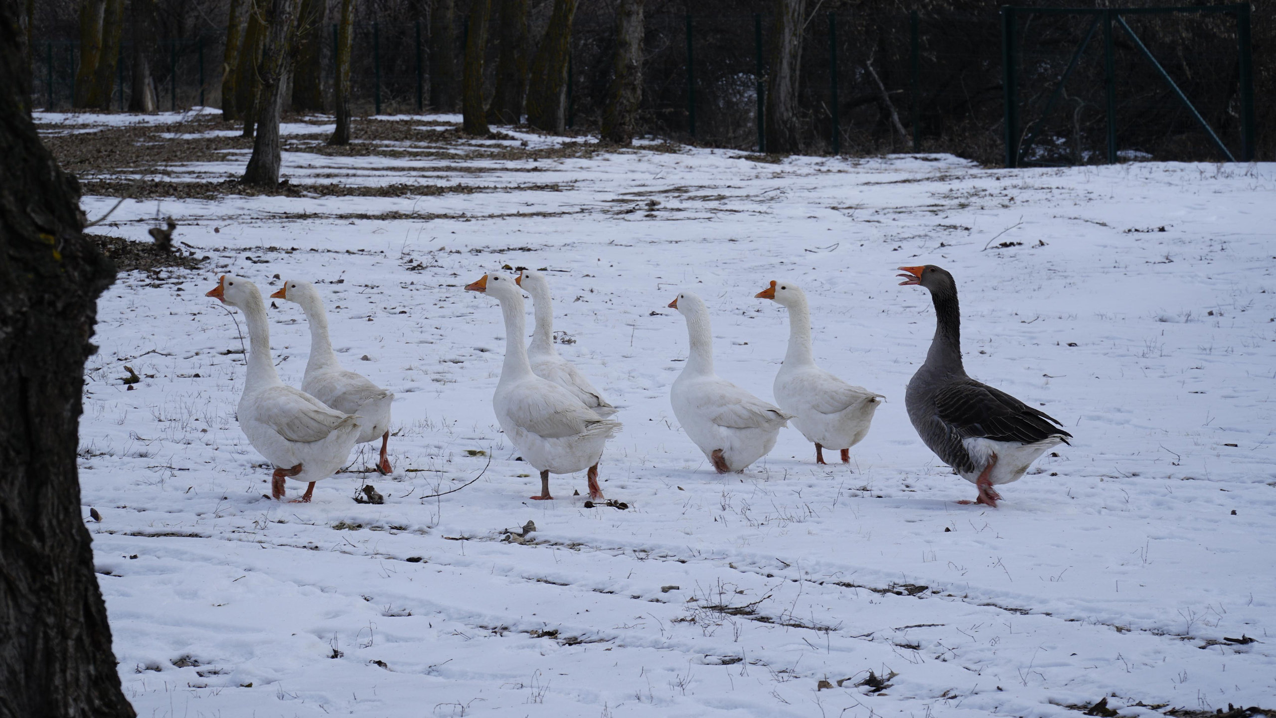 171 001 Гуси. ВИЗУАЛЬНЫЕ И ЗВУКОВЫЕ РЕШЕНИЯ ДЛЯ БИЗНЕСА И СЪЁМОК ТЕЛЕТЕЛА