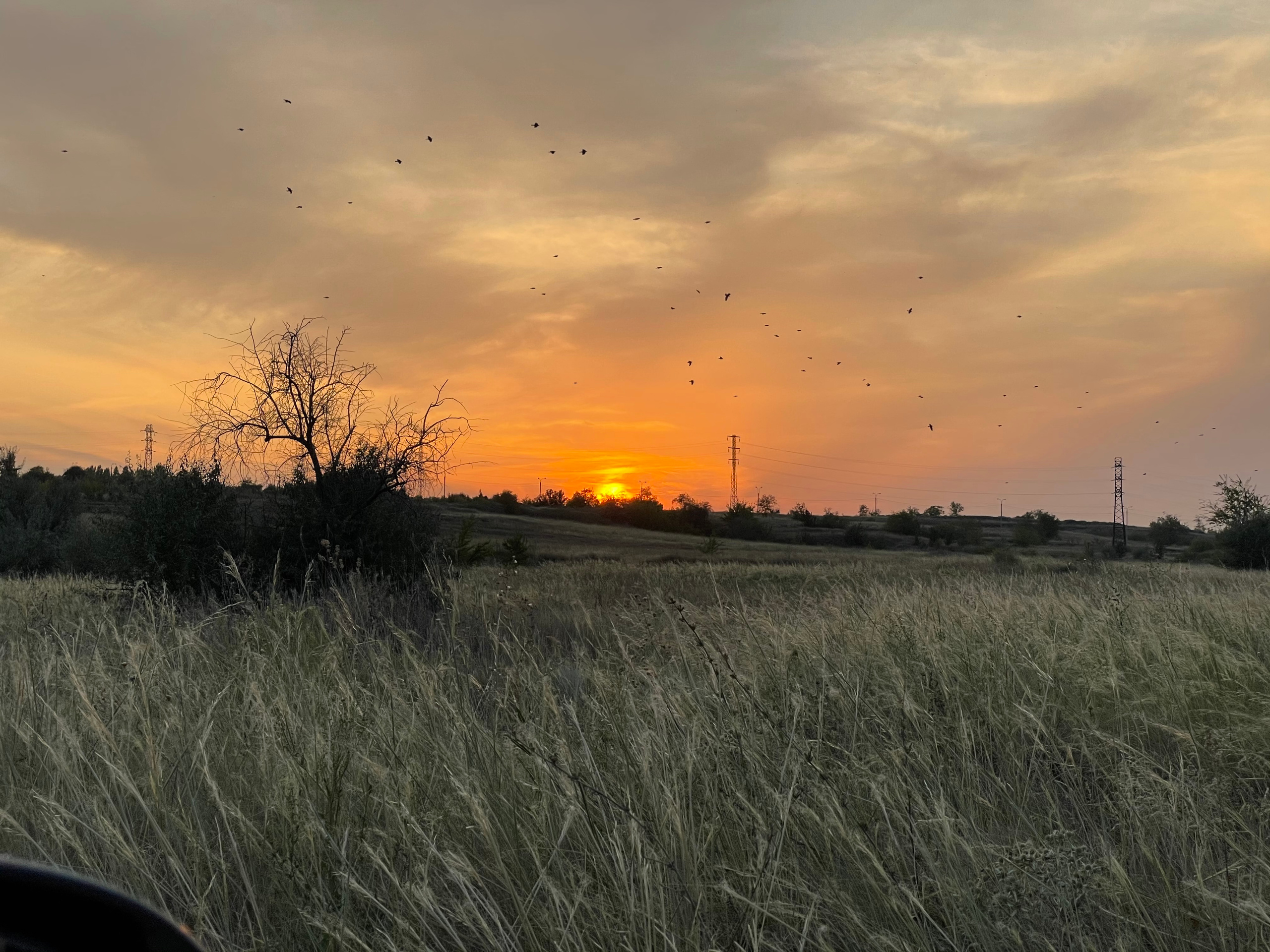 10 705 Степь. ВИЗУАЛЬНЫЕ И ЗВУКОВЫЕ РЕШЕНИЯ ДЛЯ БИЗНЕСА И СЪЁМОК ТЕЛЕТЕЛА