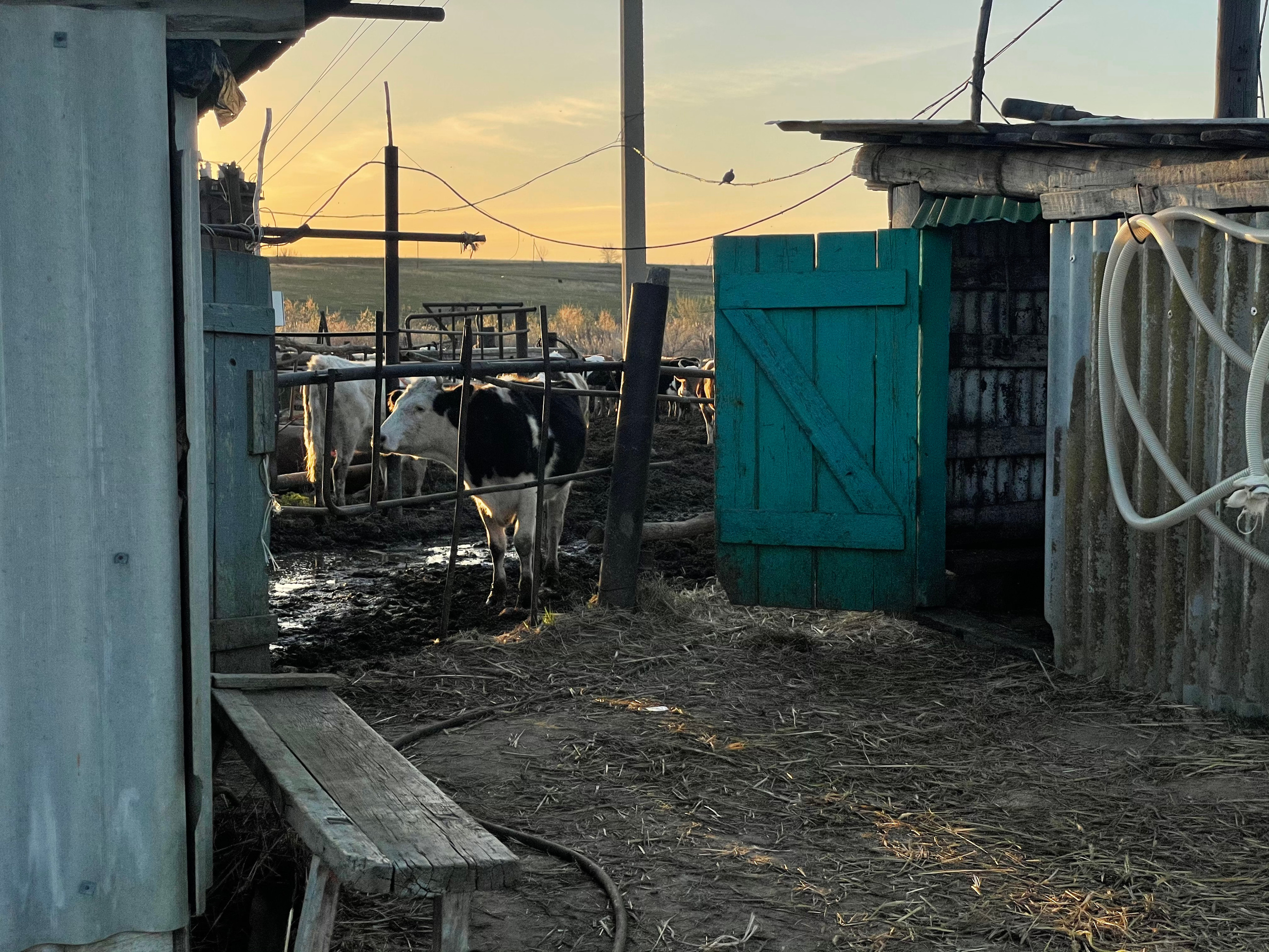 170 003 Коровы. ВИЗУАЛЬНЫЕ И ЗВУКОВЫЕ РЕШЕНИЯ ДЛЯ БИЗНЕСА И СЪЁМОК ТЕЛЕТЕЛА